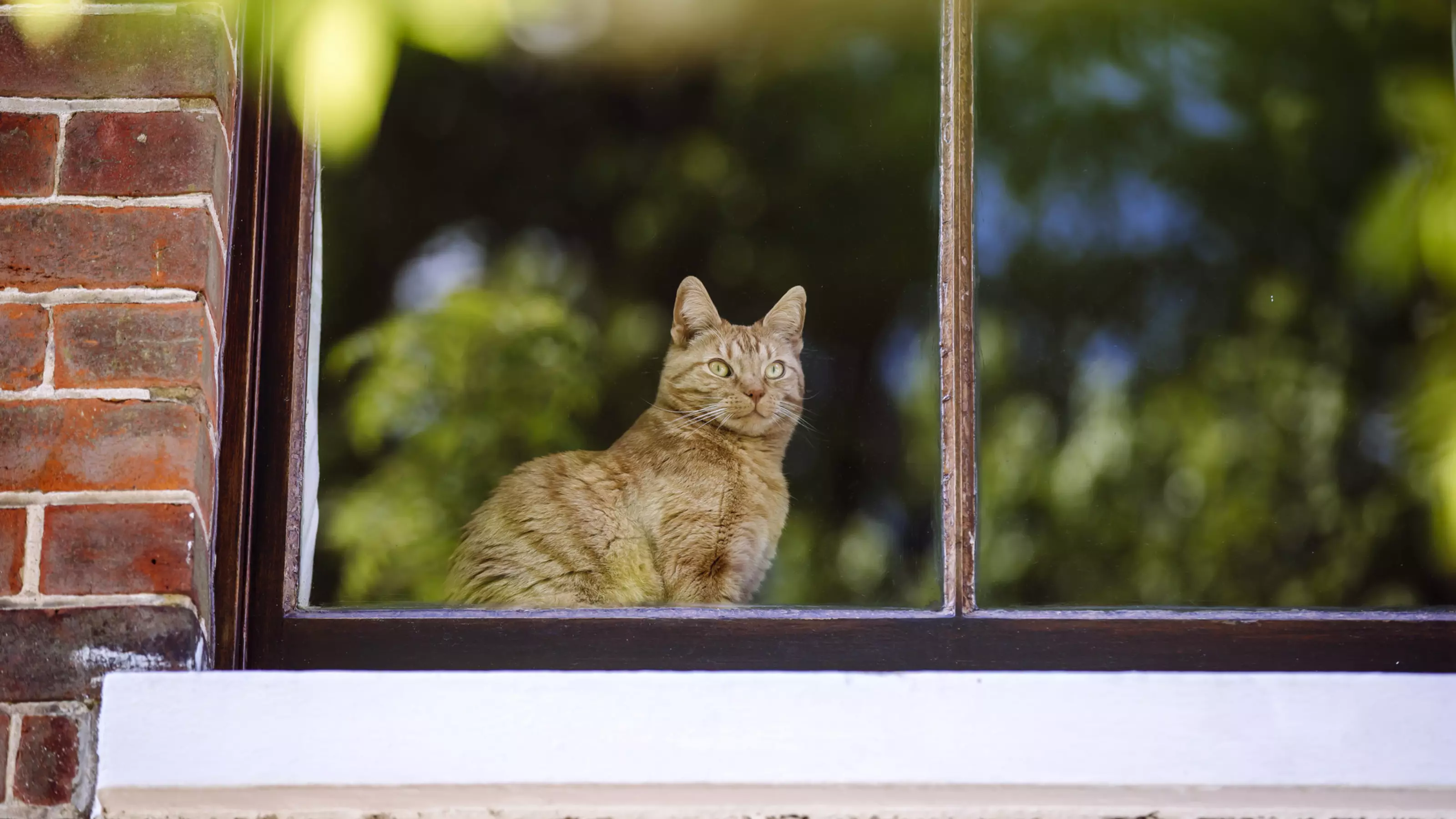 Ginger cat Kimovich looks out a window