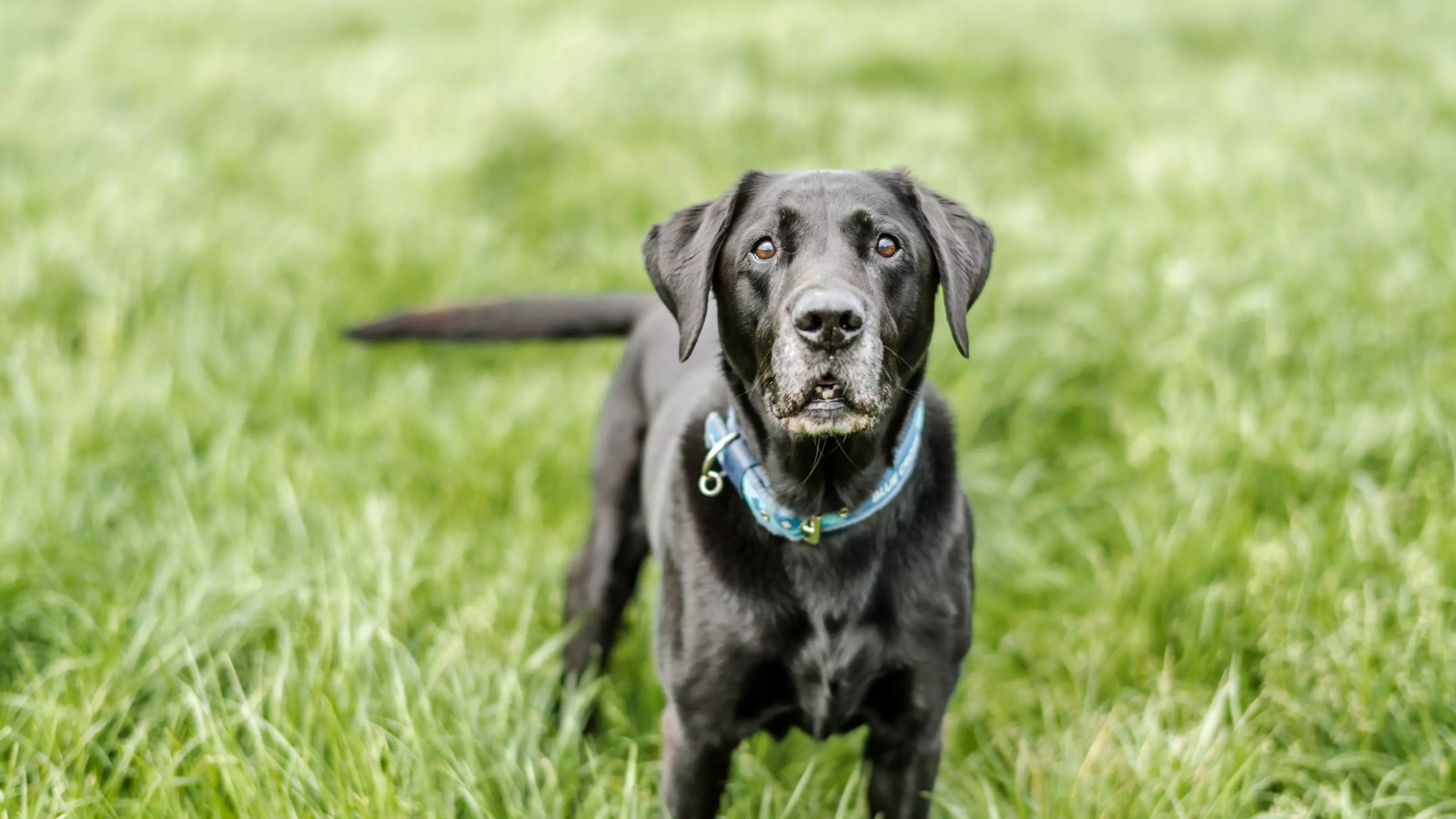 Jake in long grass in a field next to his home