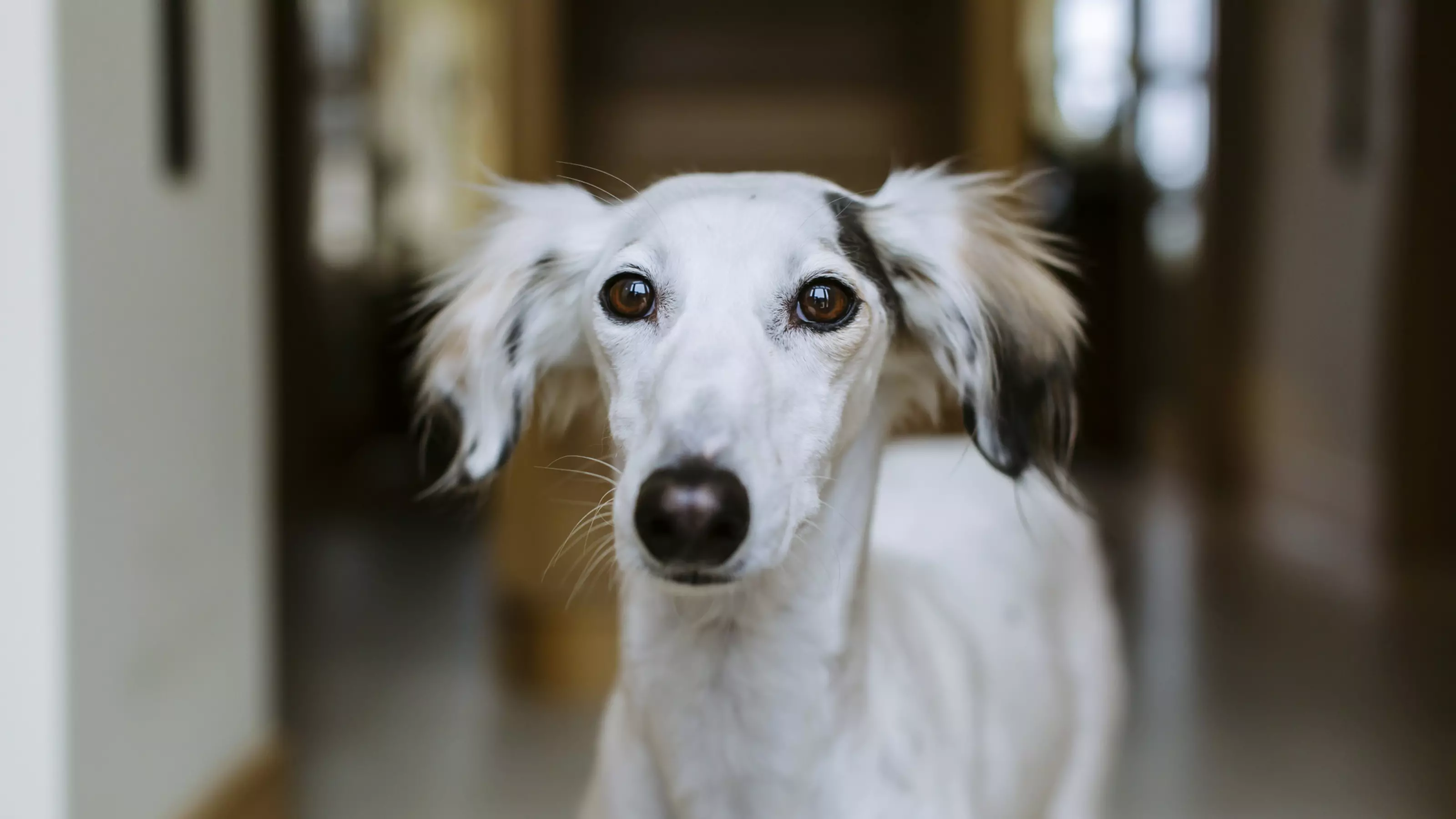 Dog Kadie looking into camera