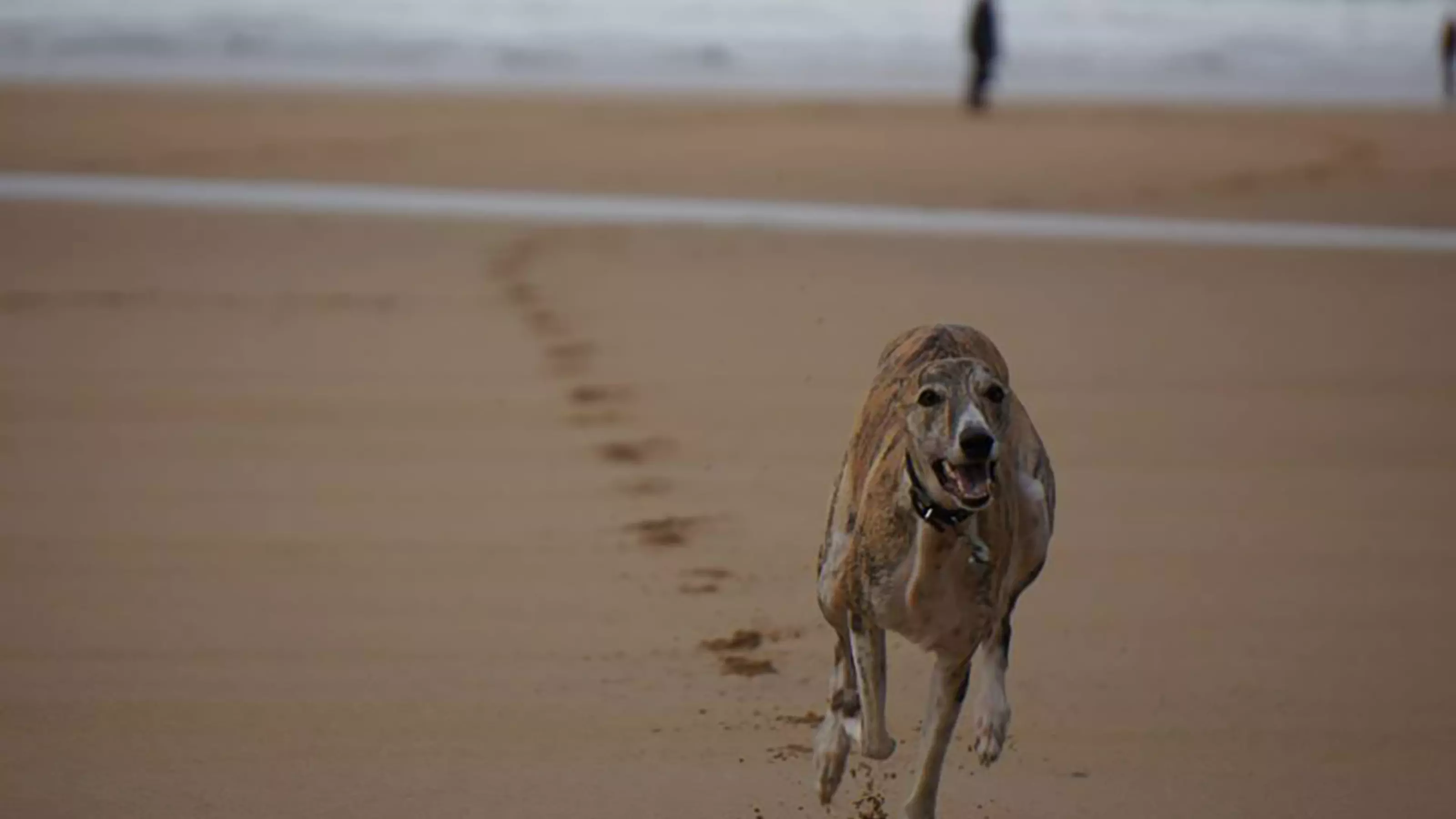 Buster at Fistral Beach
