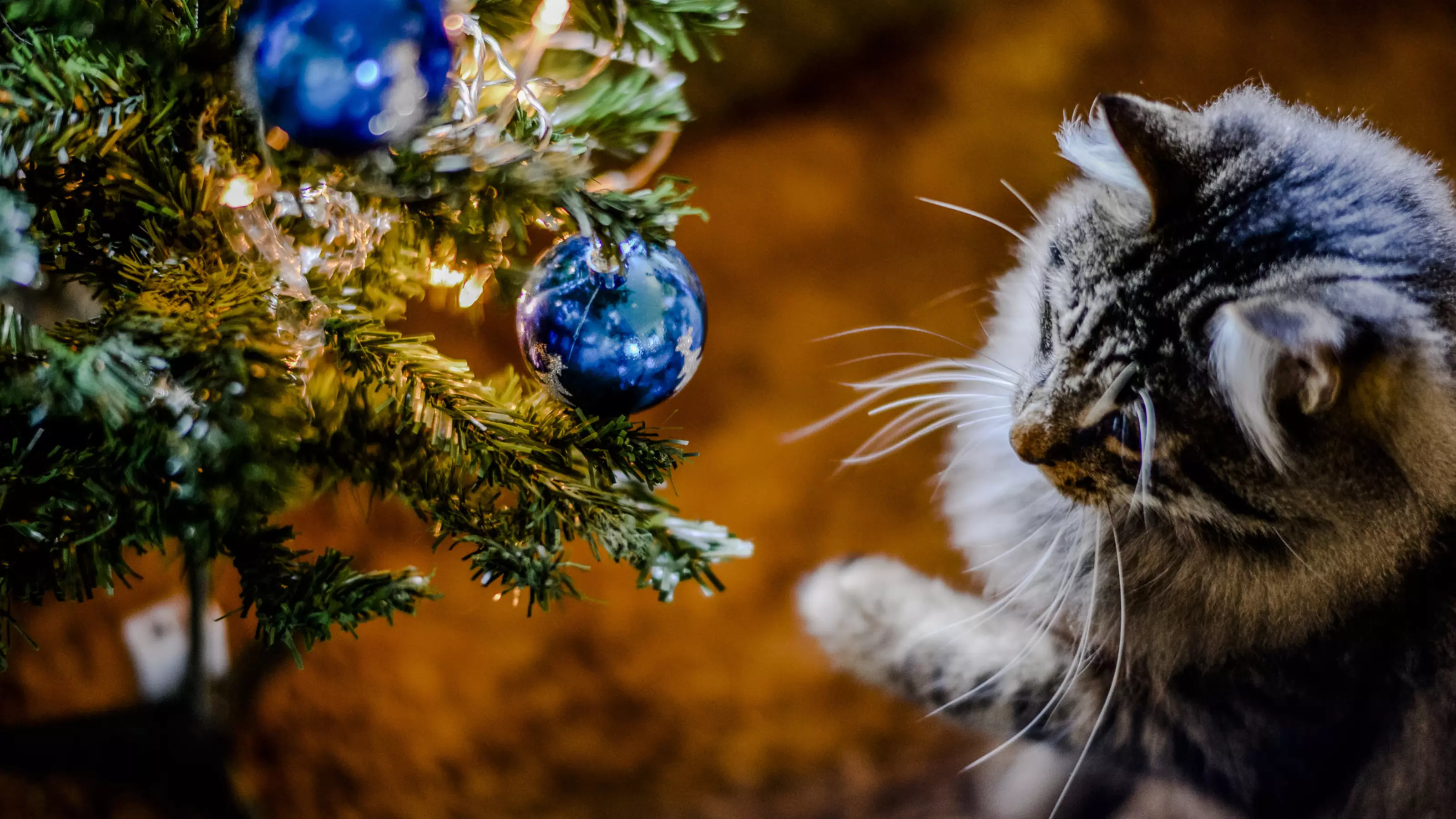 Cat christmas slice