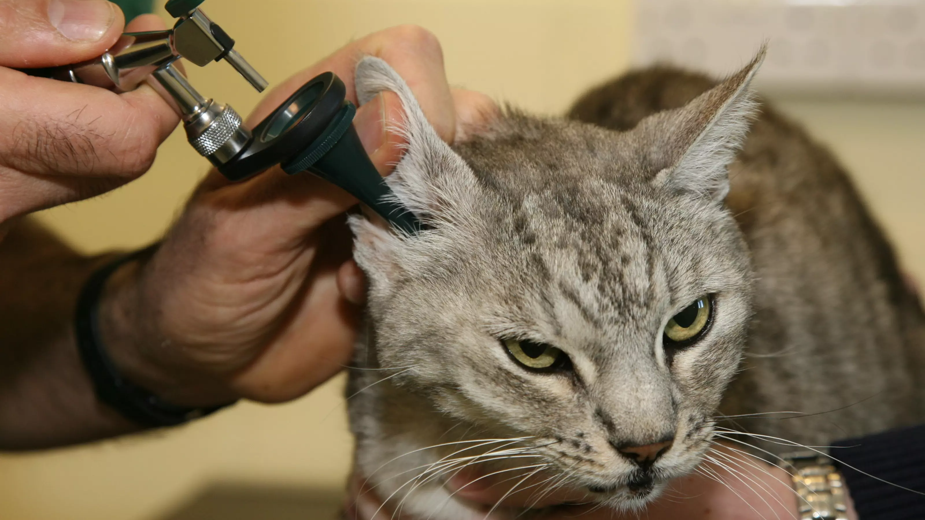 cat ear mite