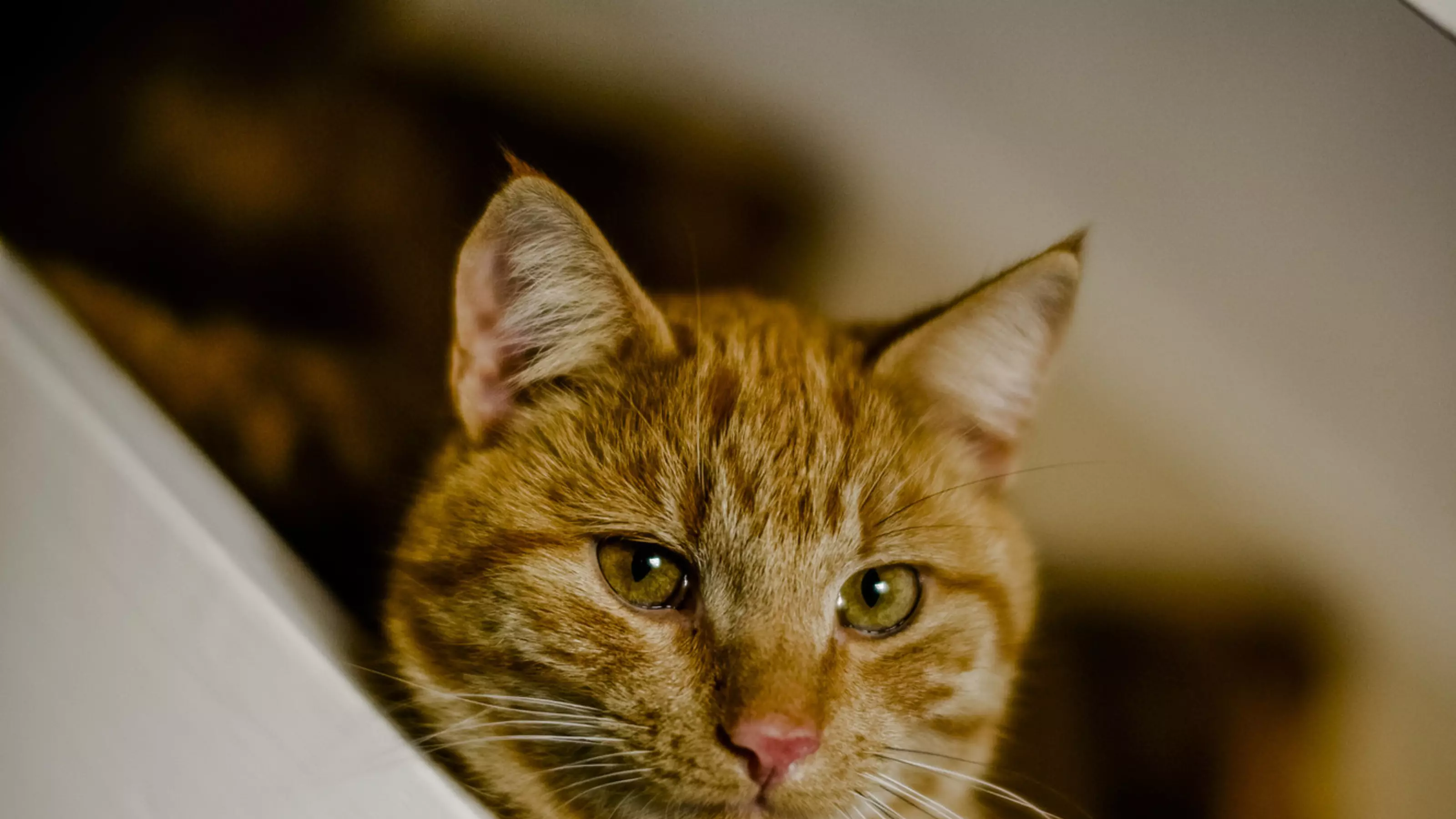 Hyperthyroid cat 2