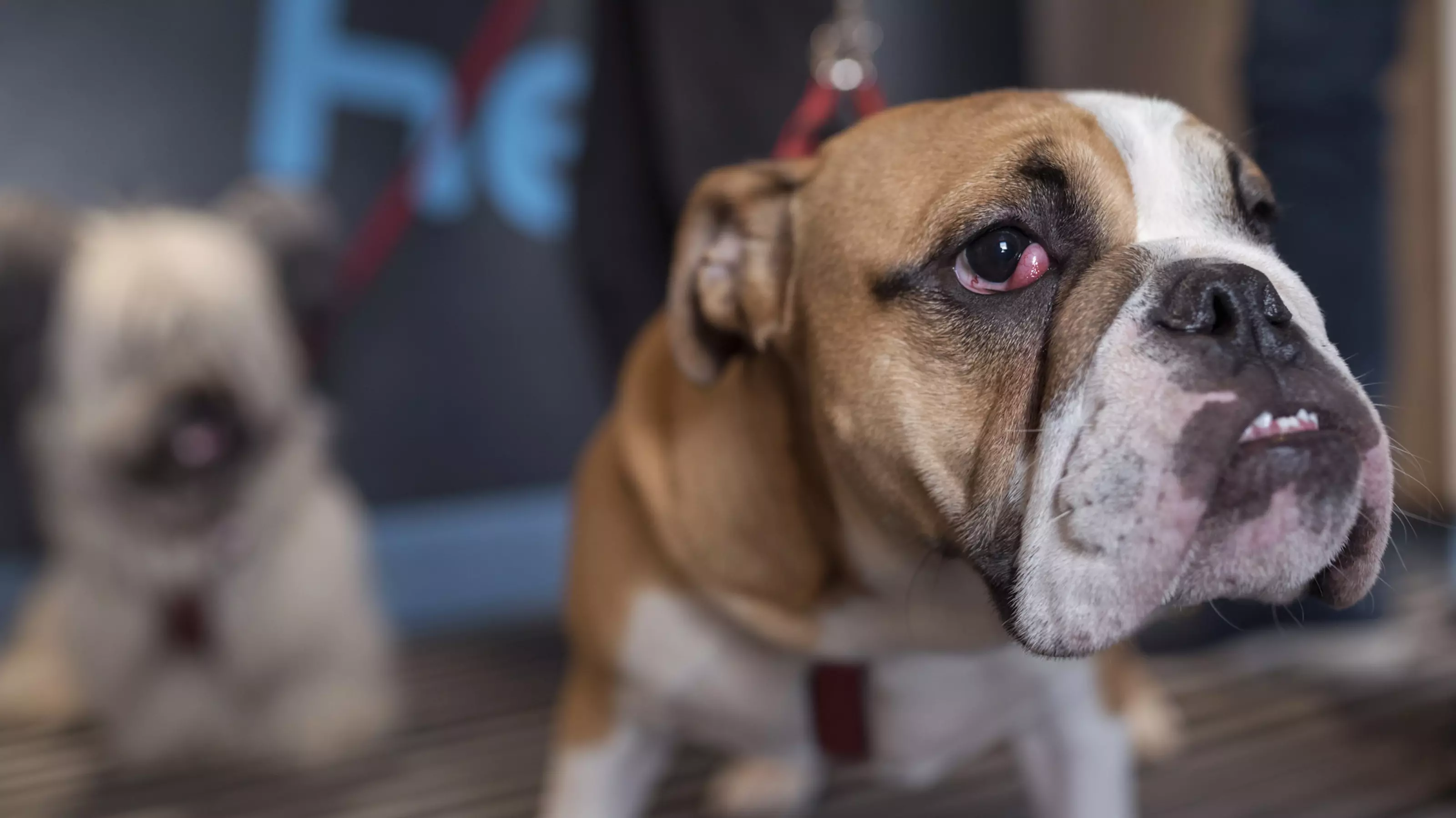 Frank the bulldog cherry eye