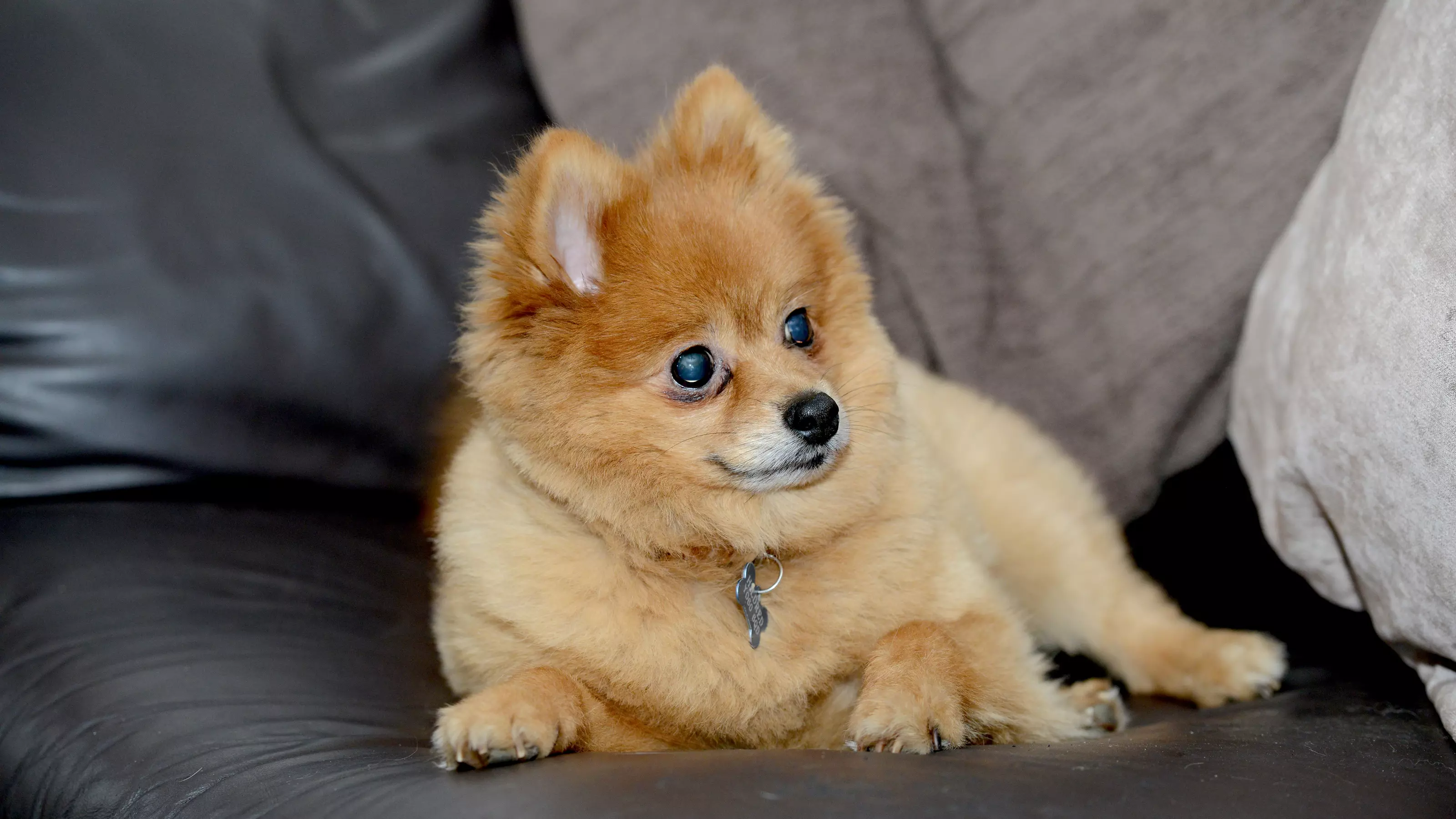 cushings - pom