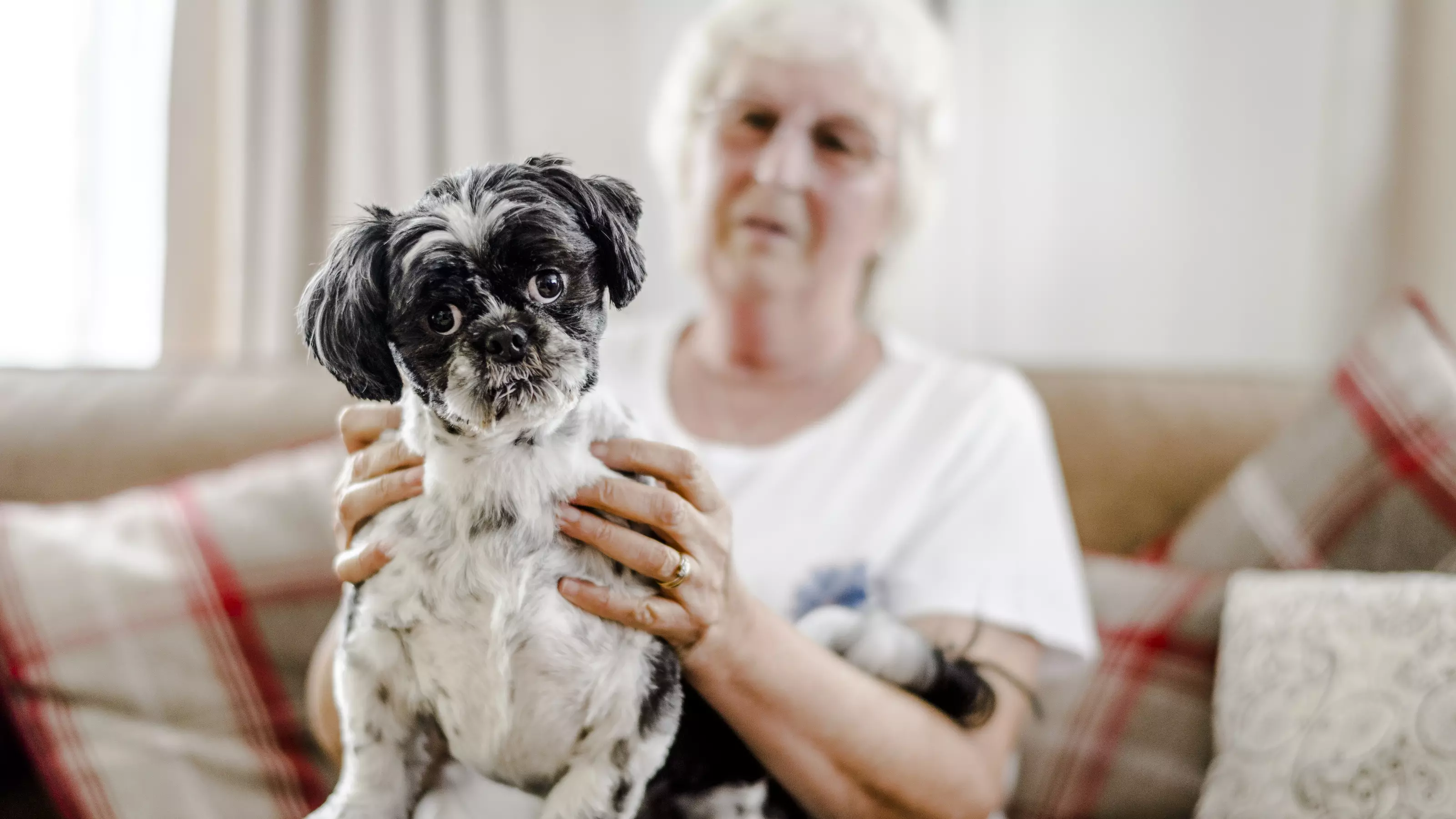 cushings - shih tzu