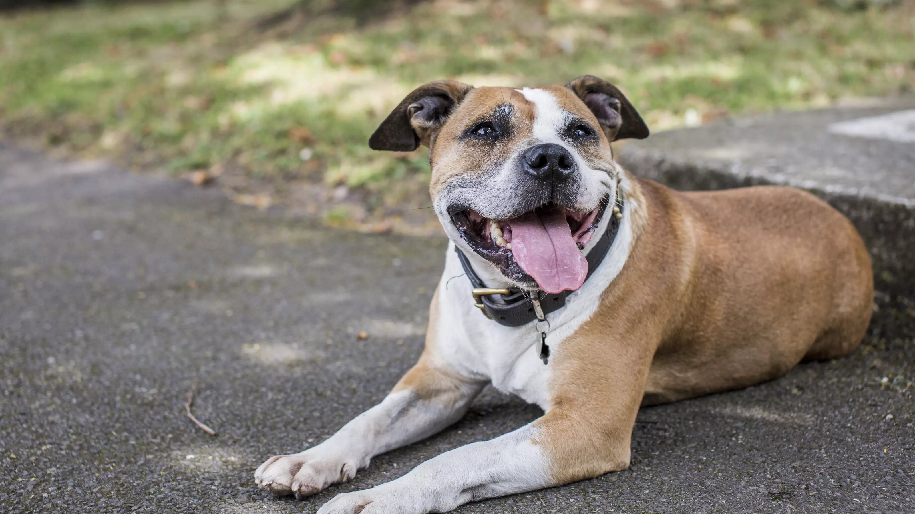 Happy Dog