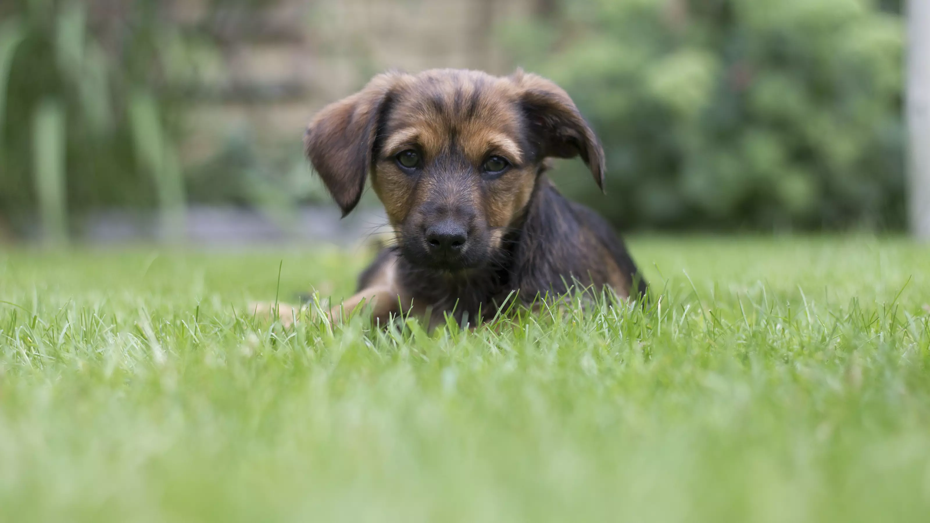 Puppy Alfie in a garden