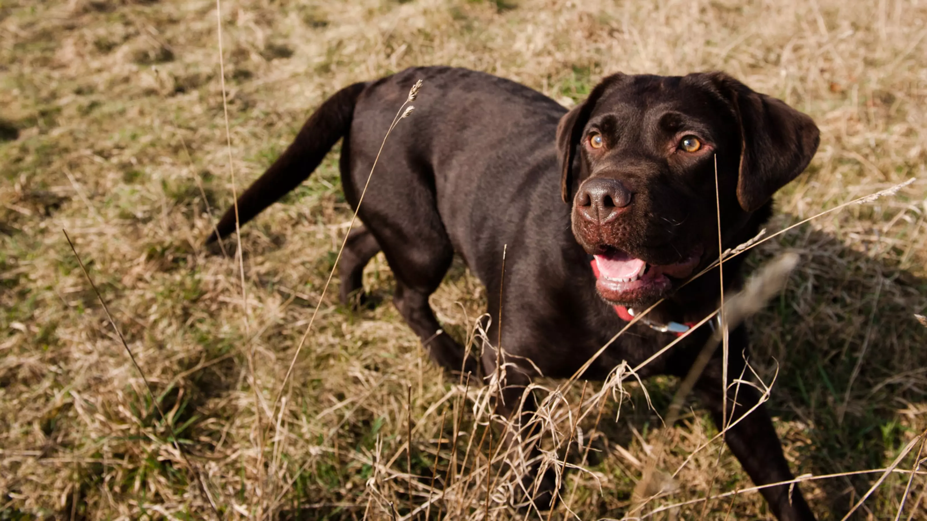 Chocolate labrador walking through long grass
