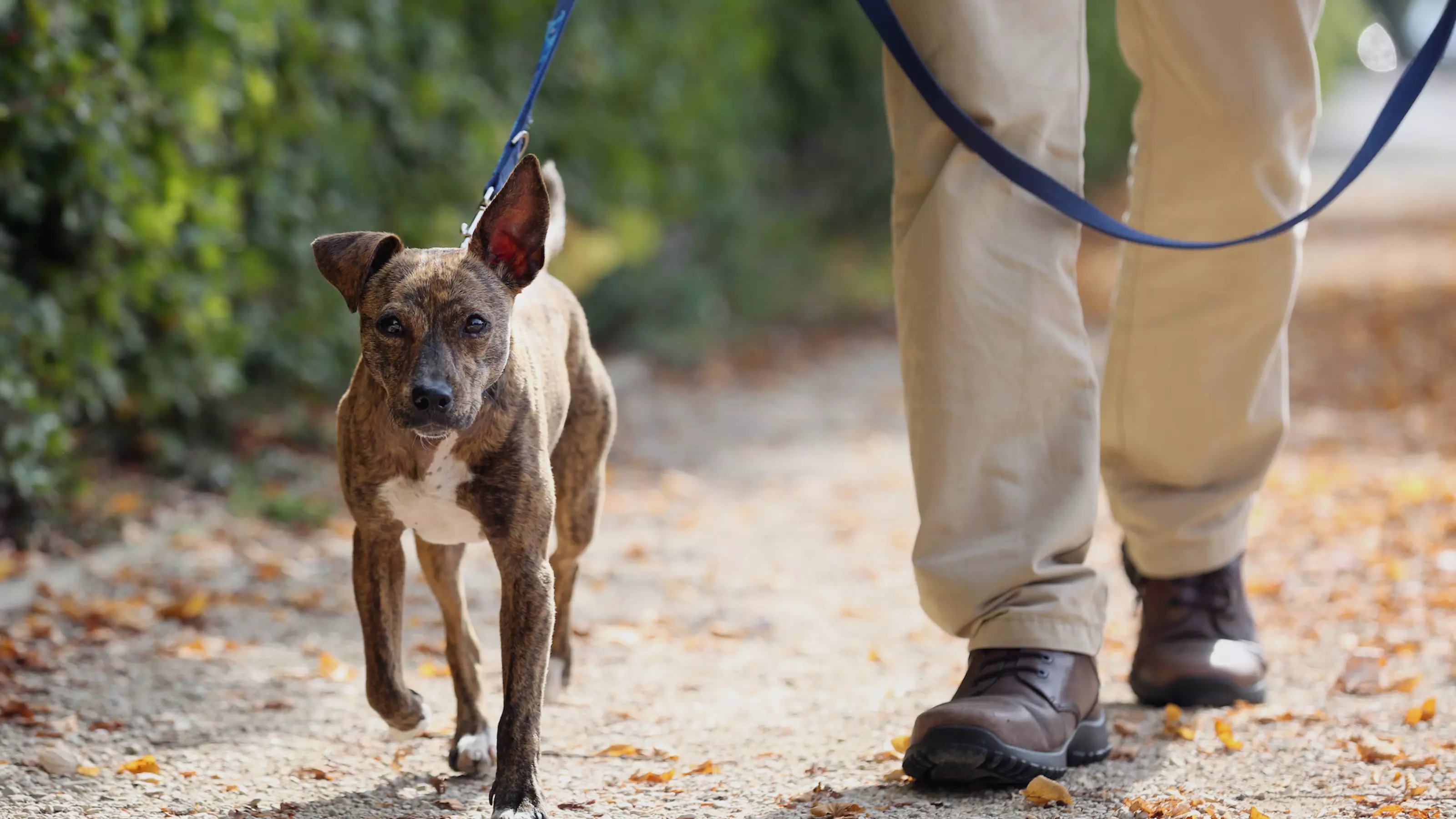 Dog walk