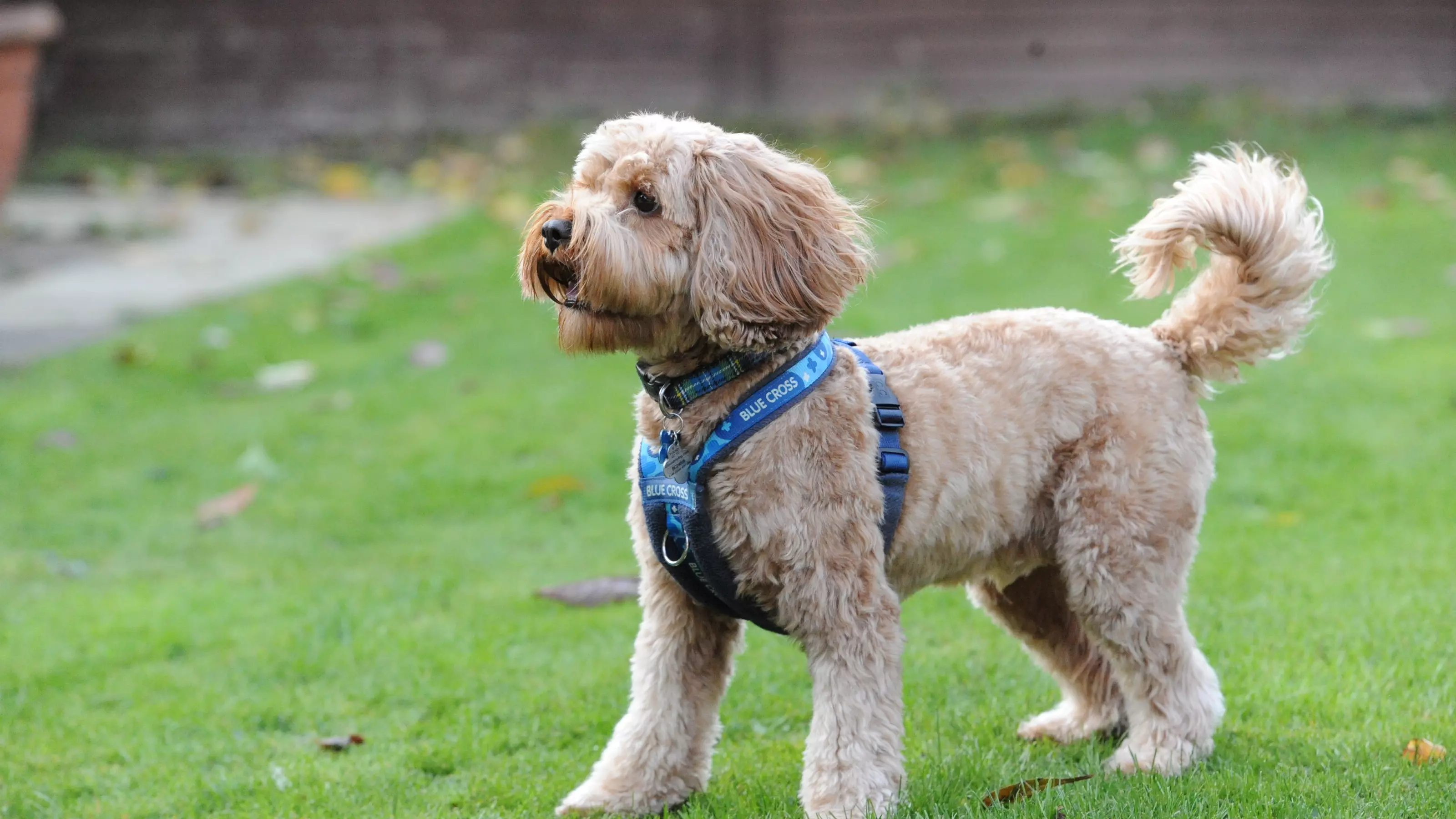 Cavapoo Dusty in the garden