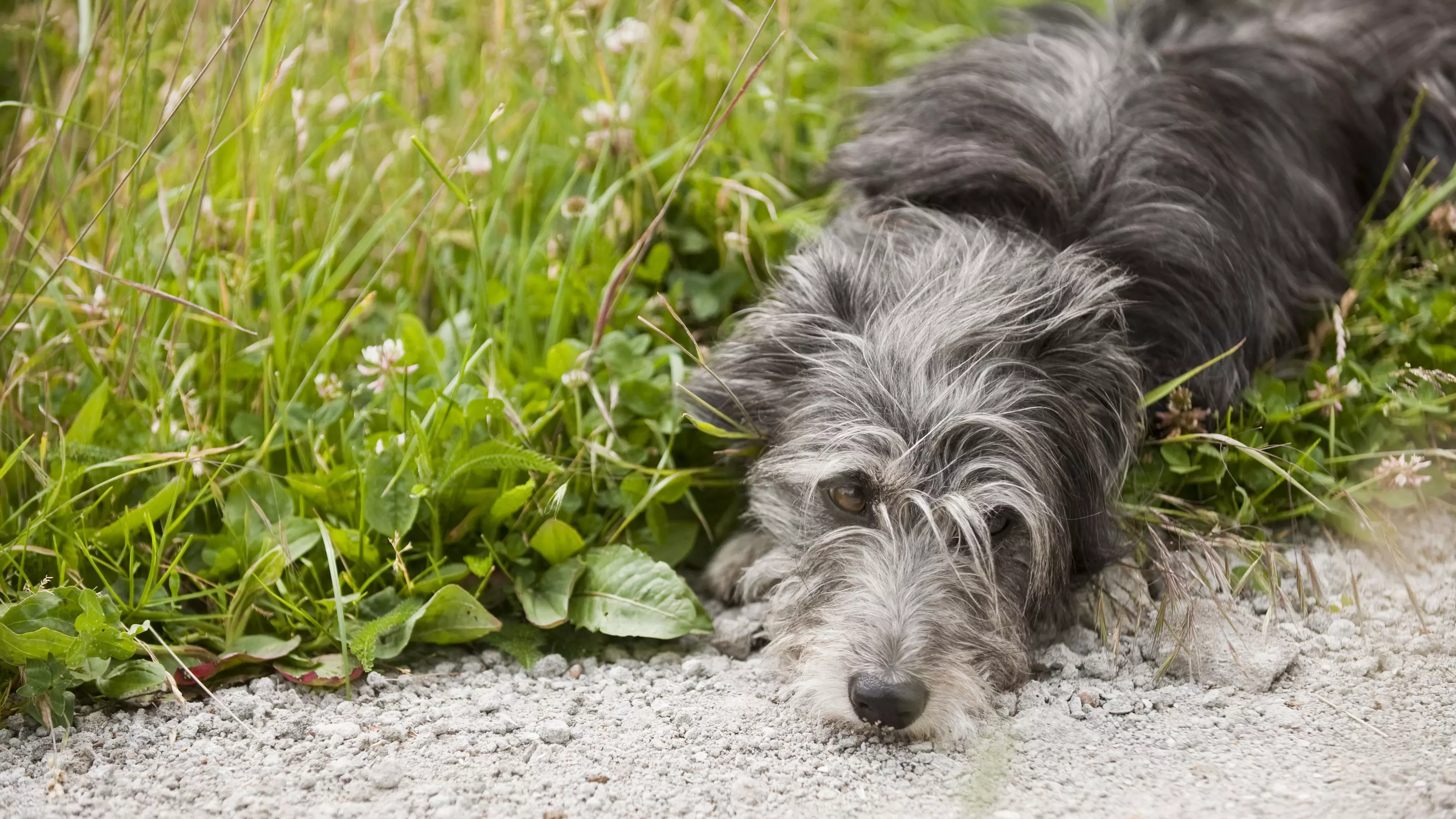 Dog Diddy lying down on the grass looking sad