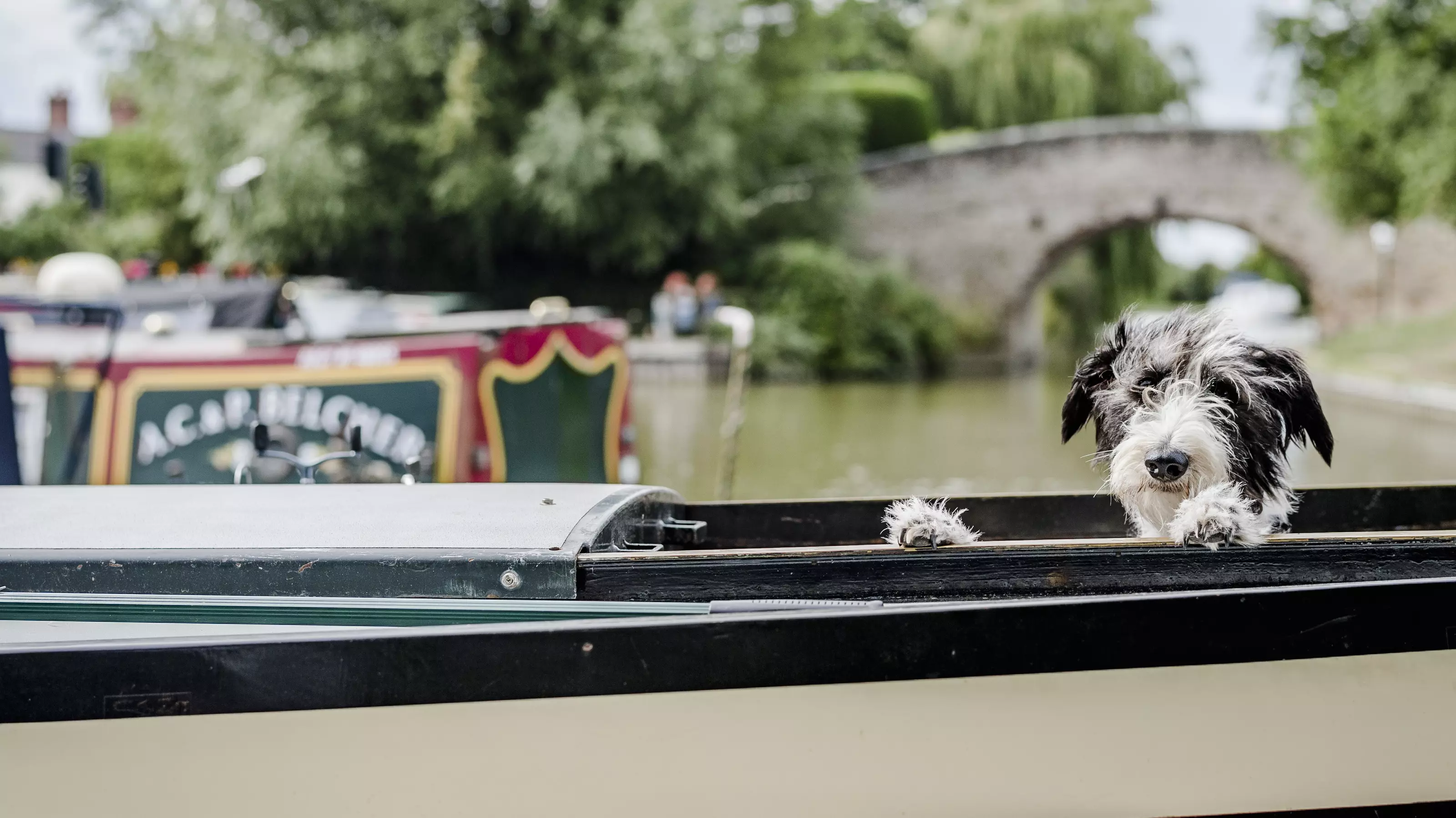 Dog Edward on his barge