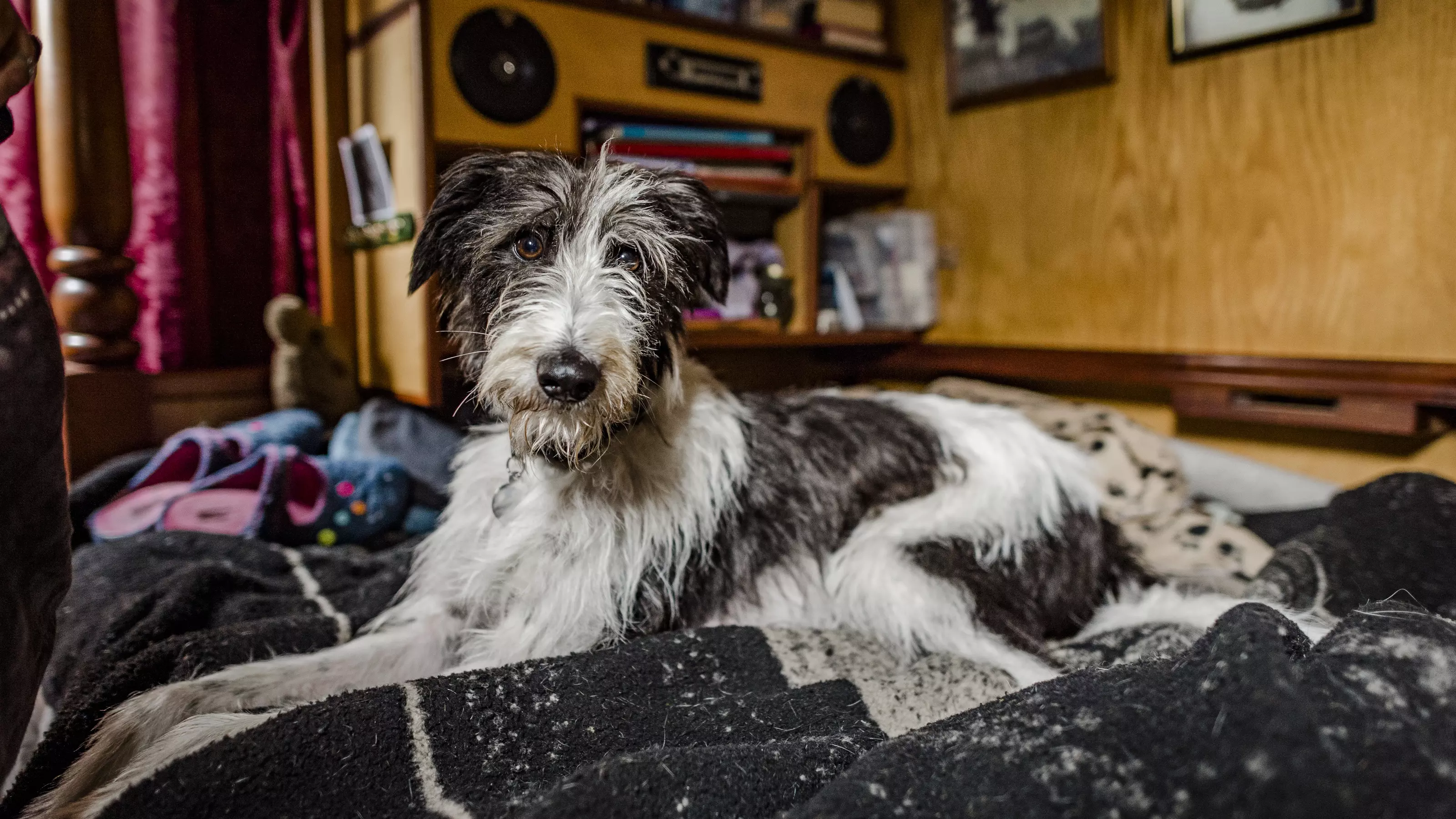 Dog Edward on his new bed