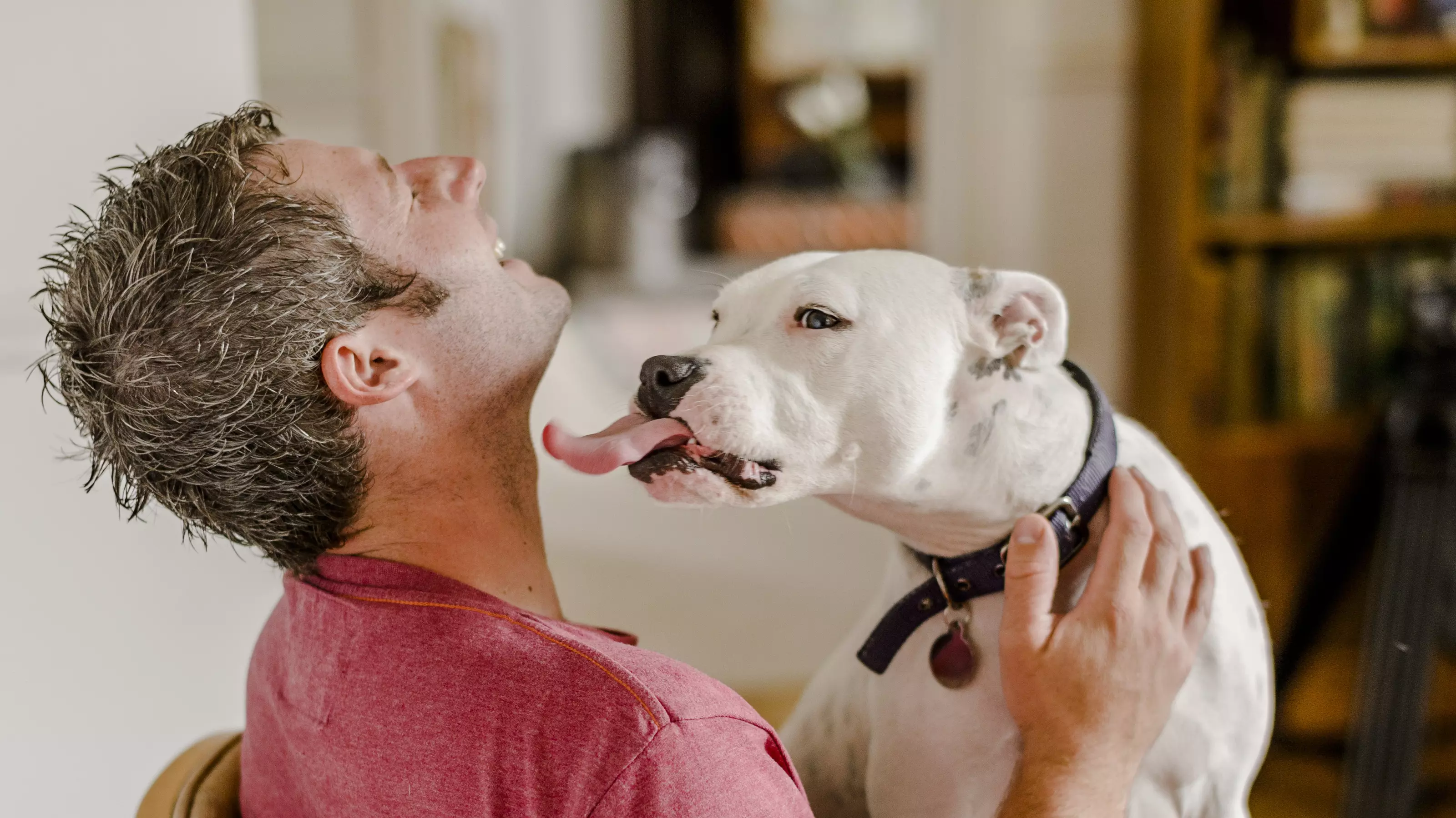 Staffie Elsa licks her owner's face