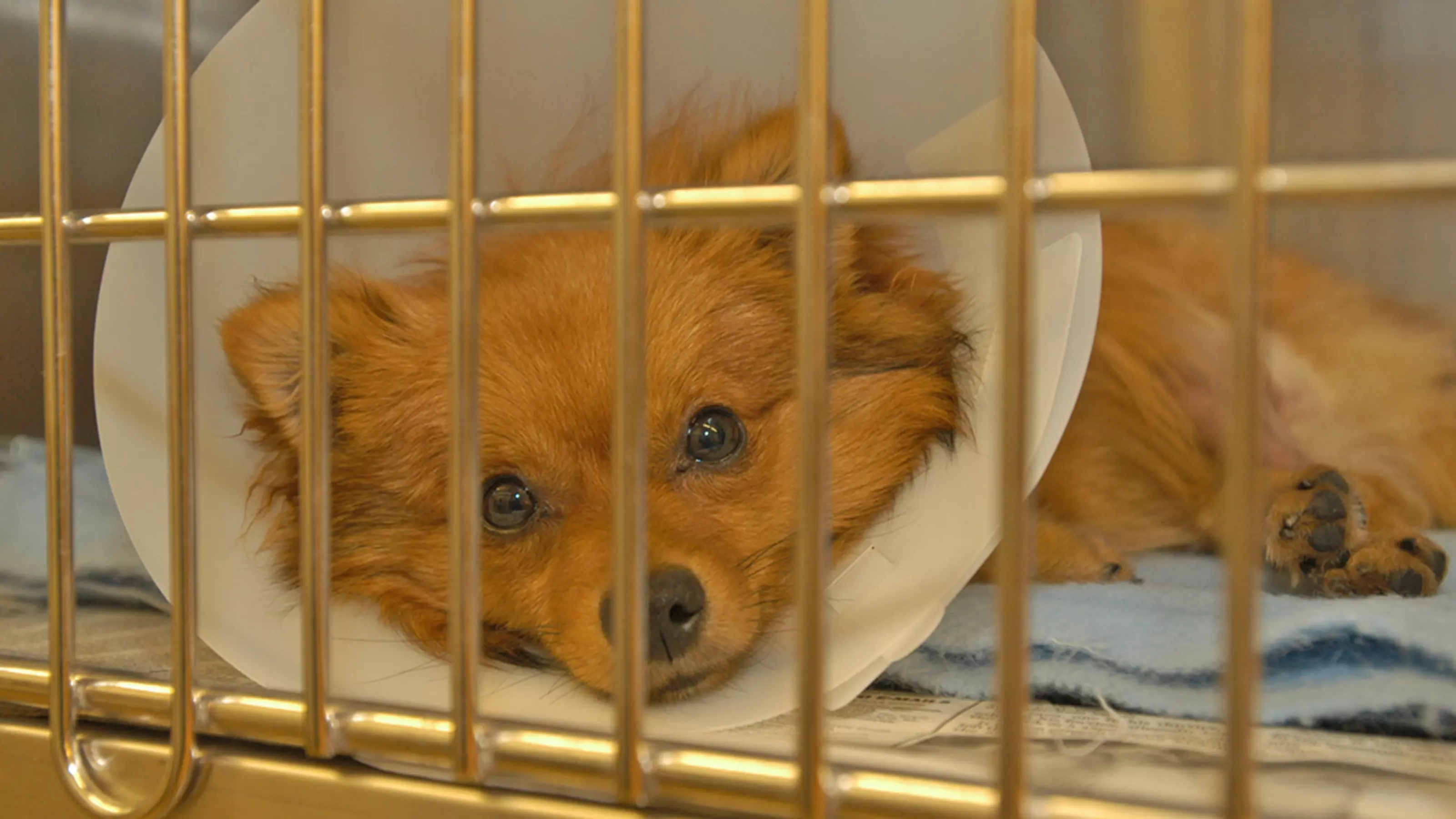 A pomeranian wears a buster collar in a crate