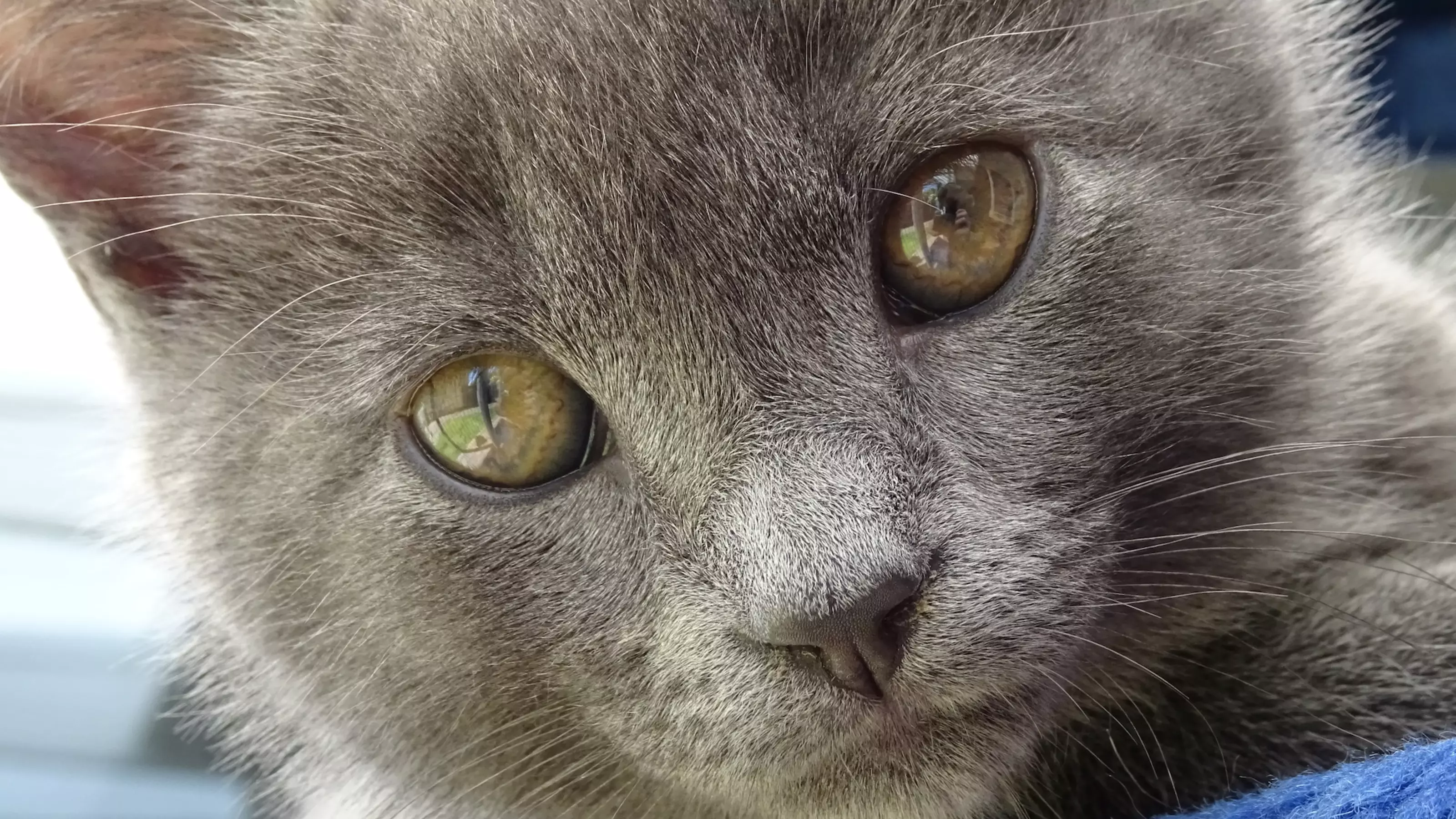 Tasha's kittens at Torbay rehoming centre