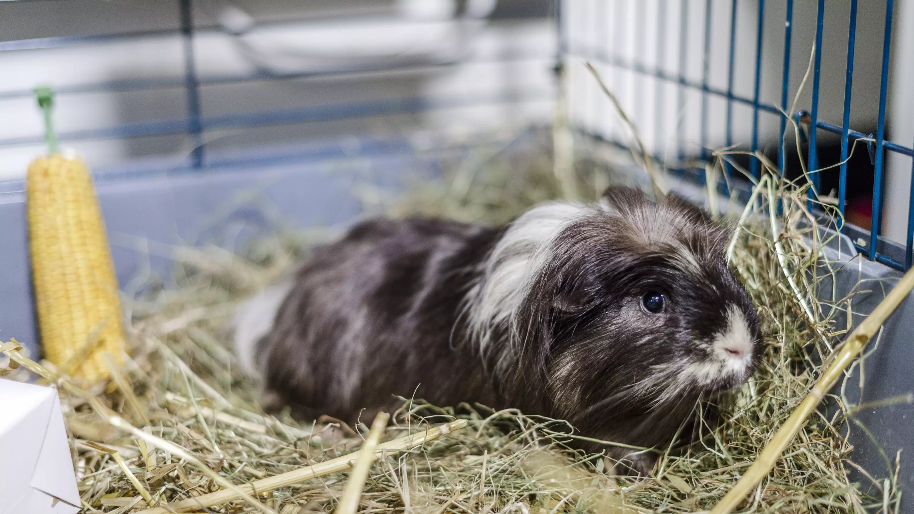 A cute guinea pig snuggles down in an indoor hutch