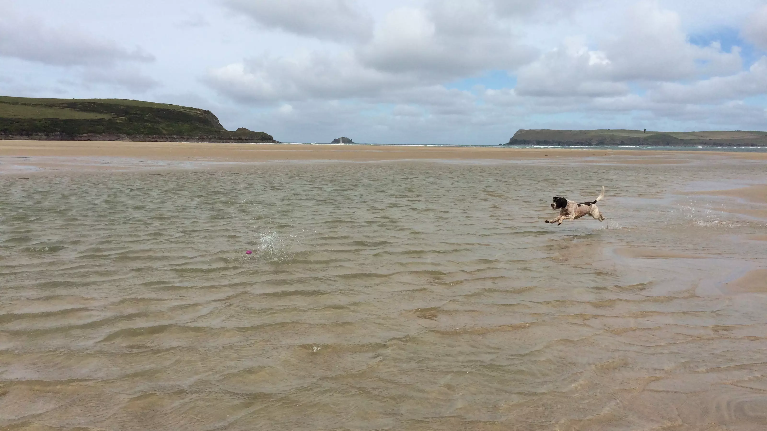 Dog playing at Harbour cove beach