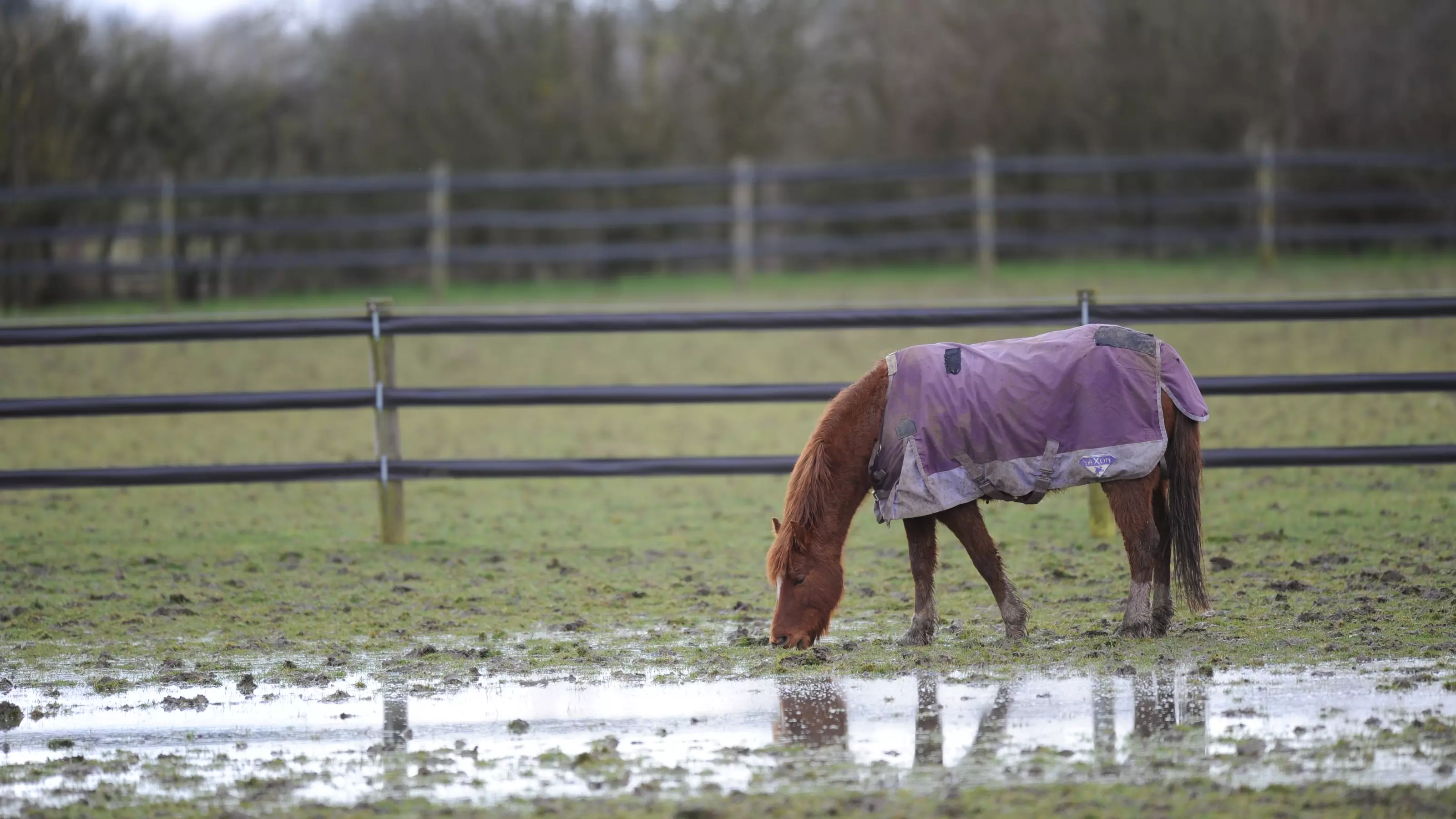 Horse in muddy and wet field