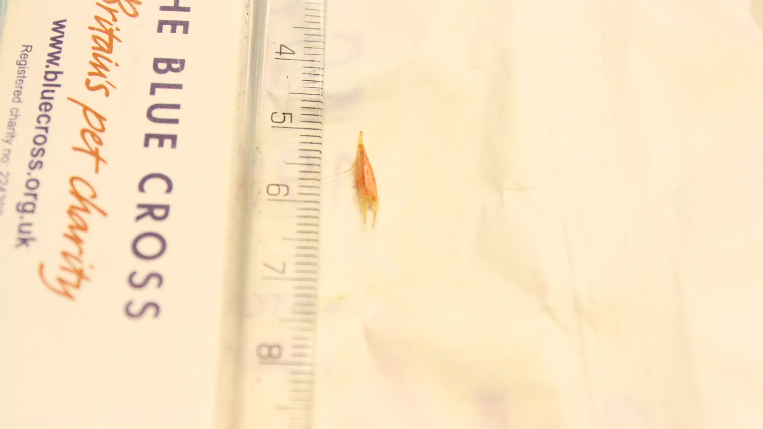 A grass seed next to a ruler showing the seed is just over a centimeter long