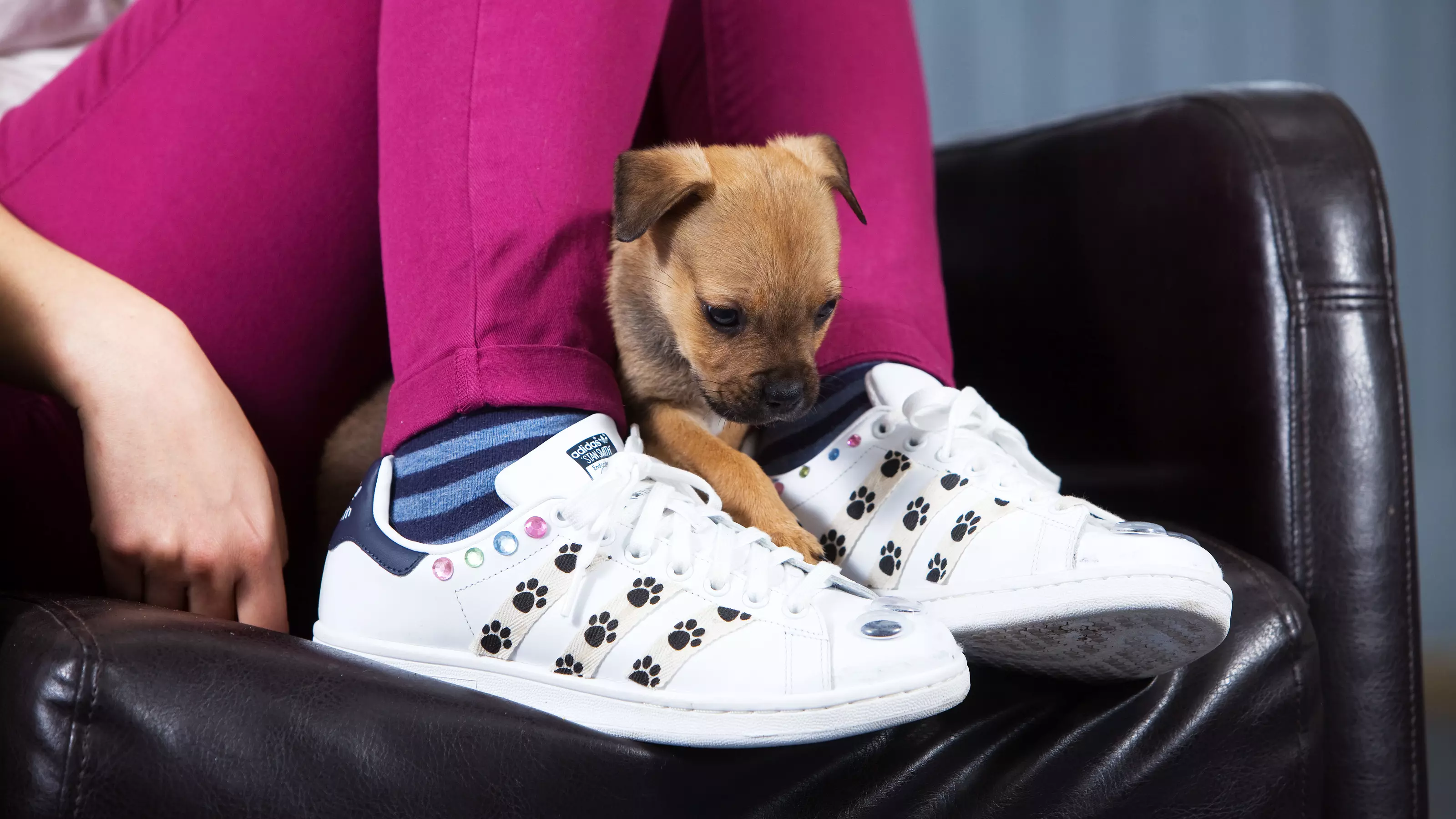 A puppy sits on singer Jesse Ware's autographed trainers