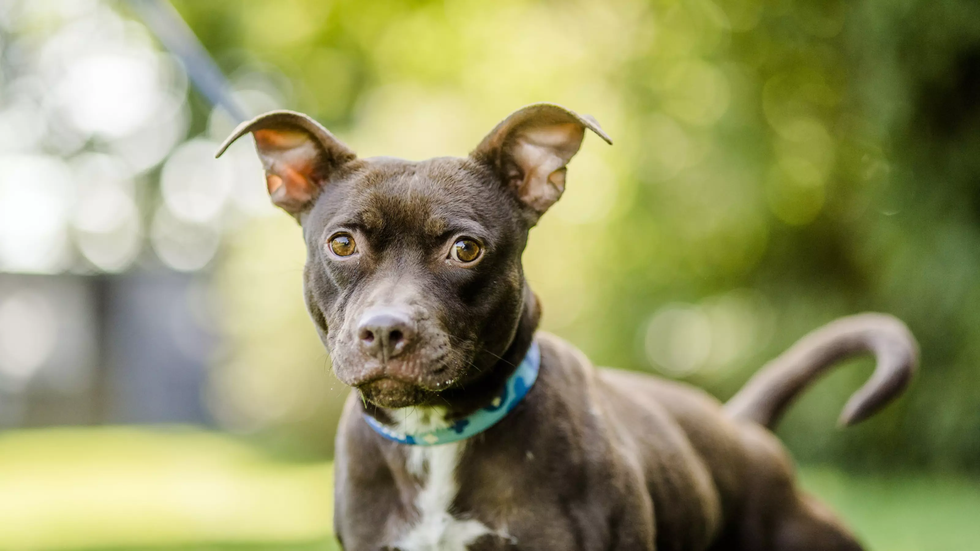 rehoming myths slice