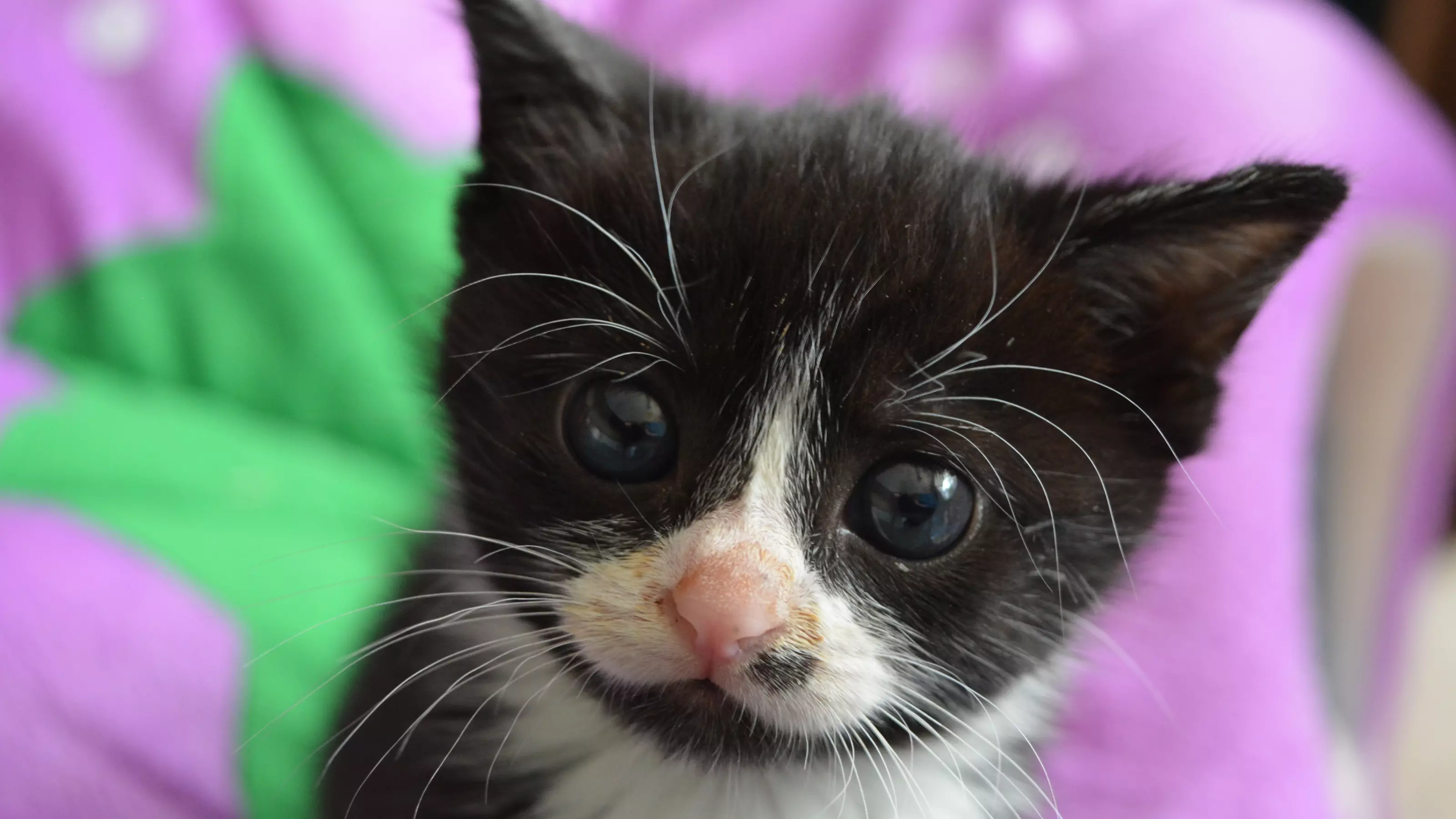 Photo of kitten Squirrel with food all around her chops