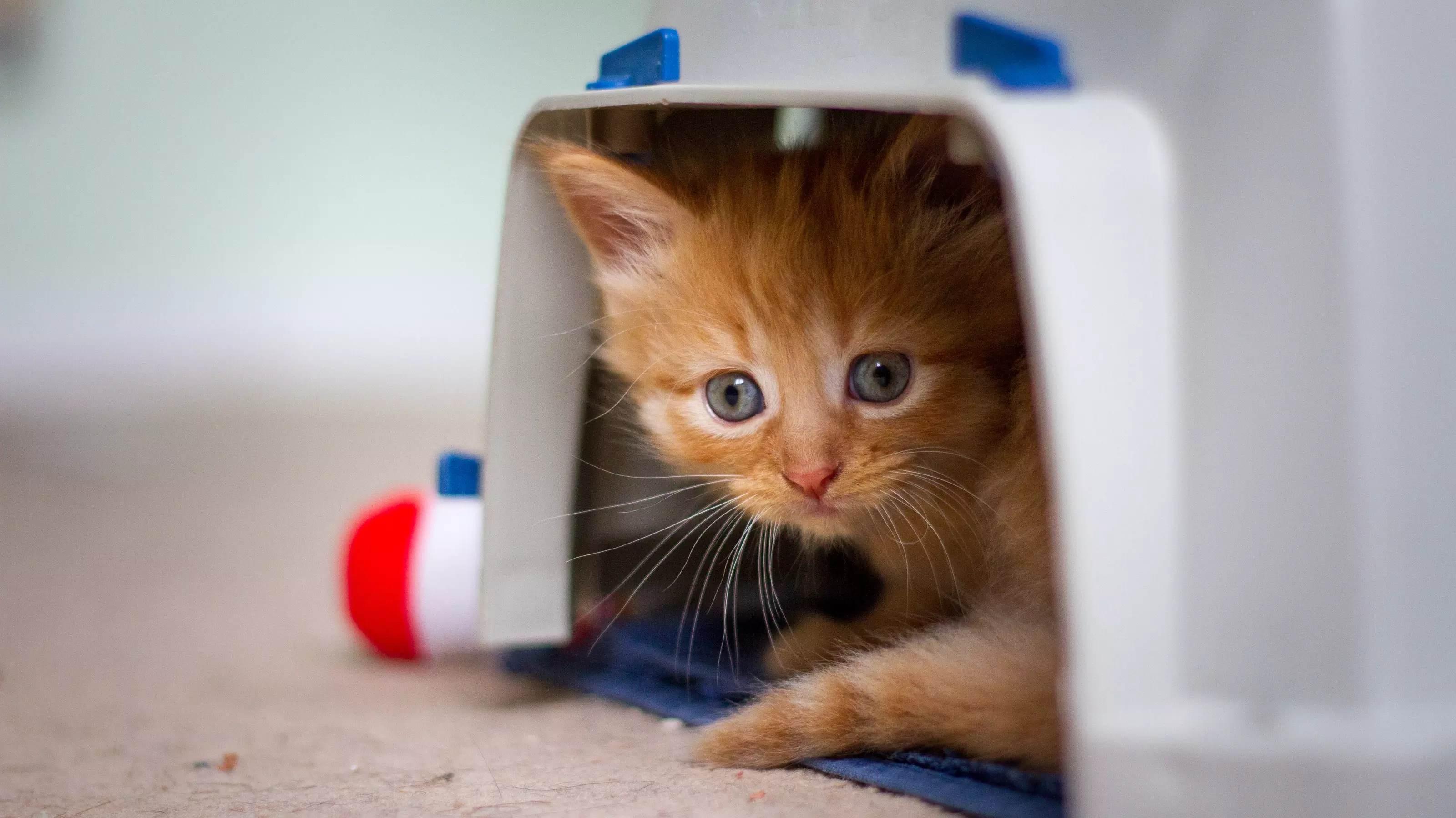 A ginger kitten snuggles up in bed
