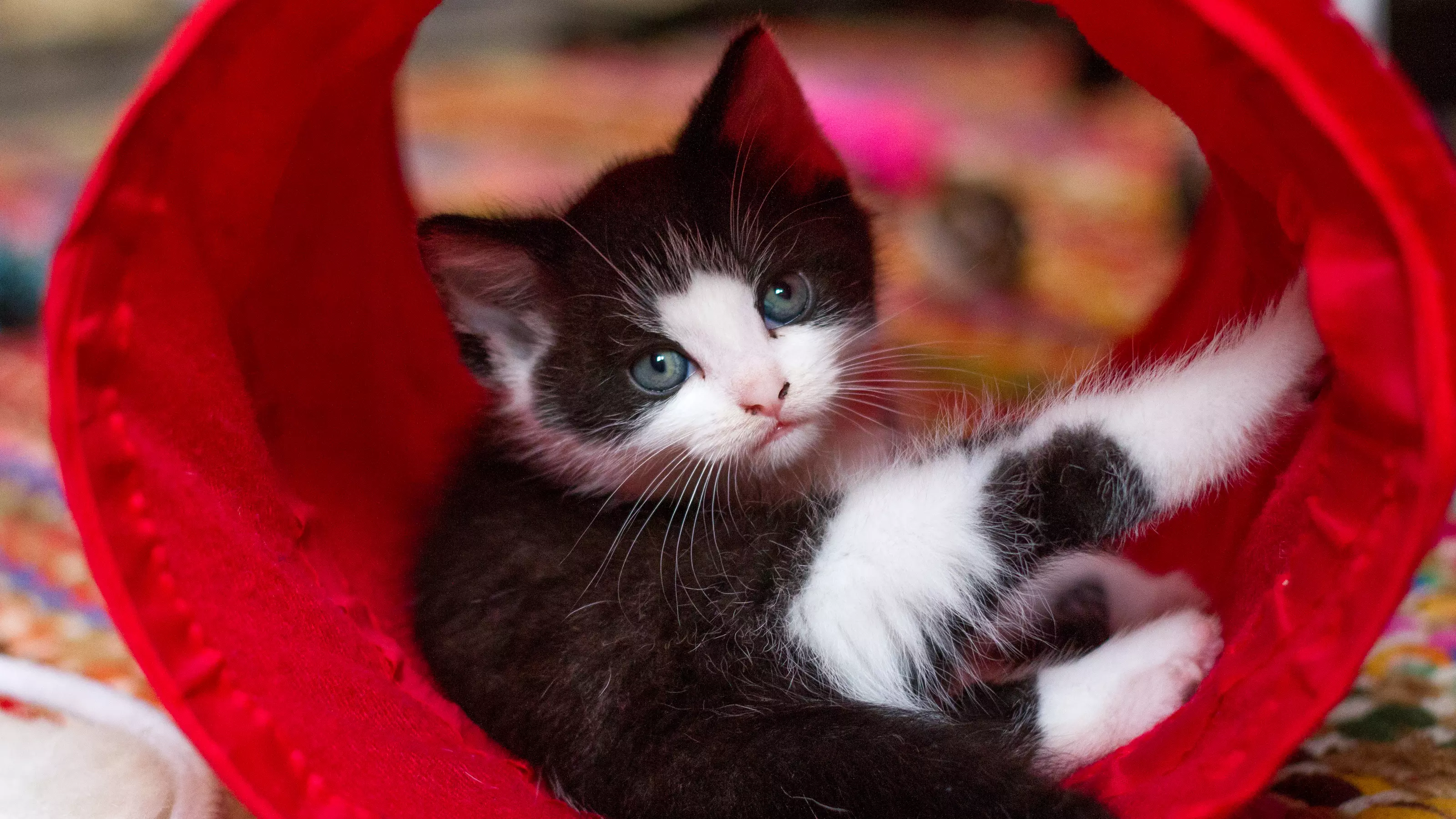 Kitten in a red tunnel