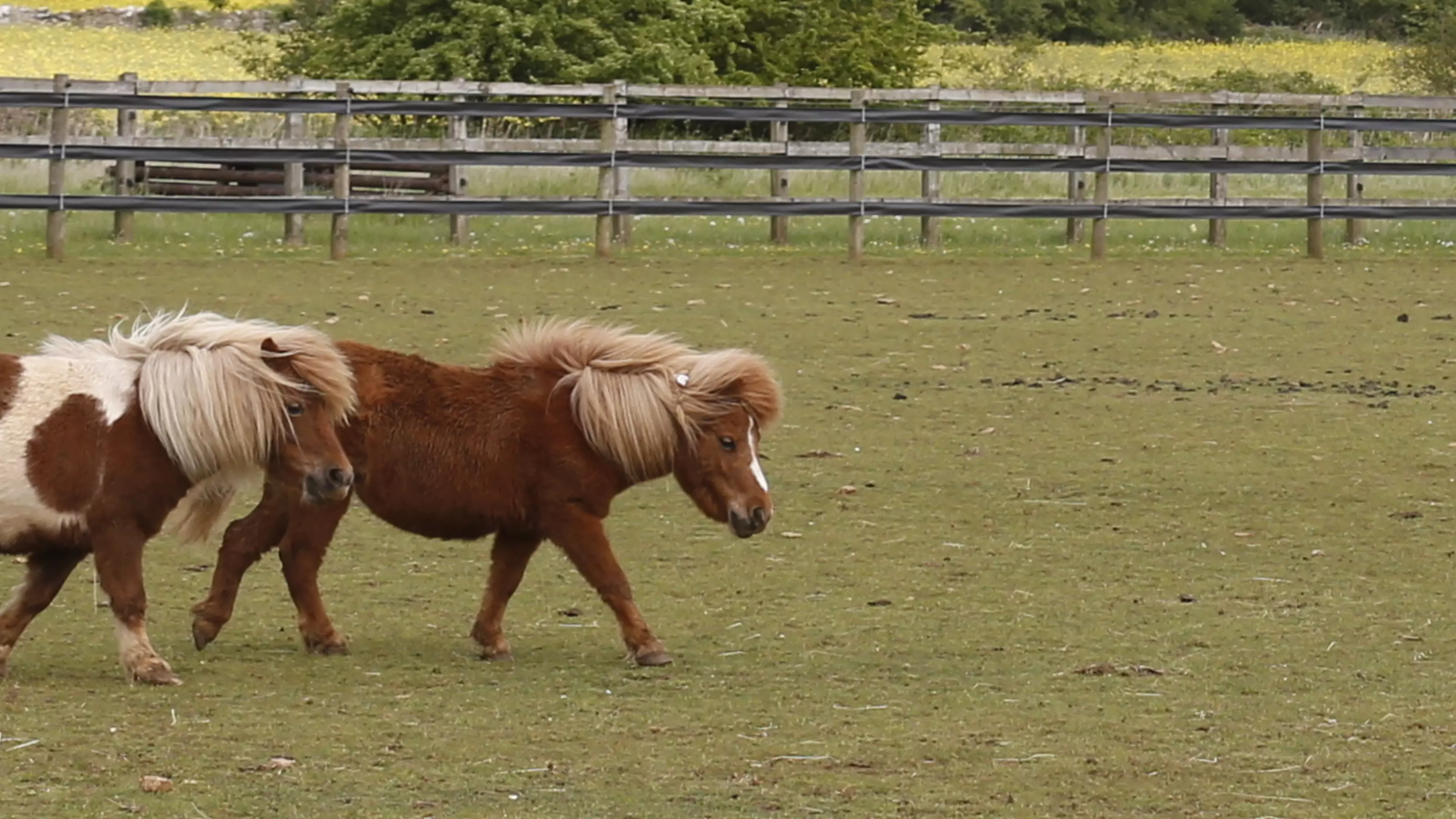 Two Shetland ponies wander around a paddock together