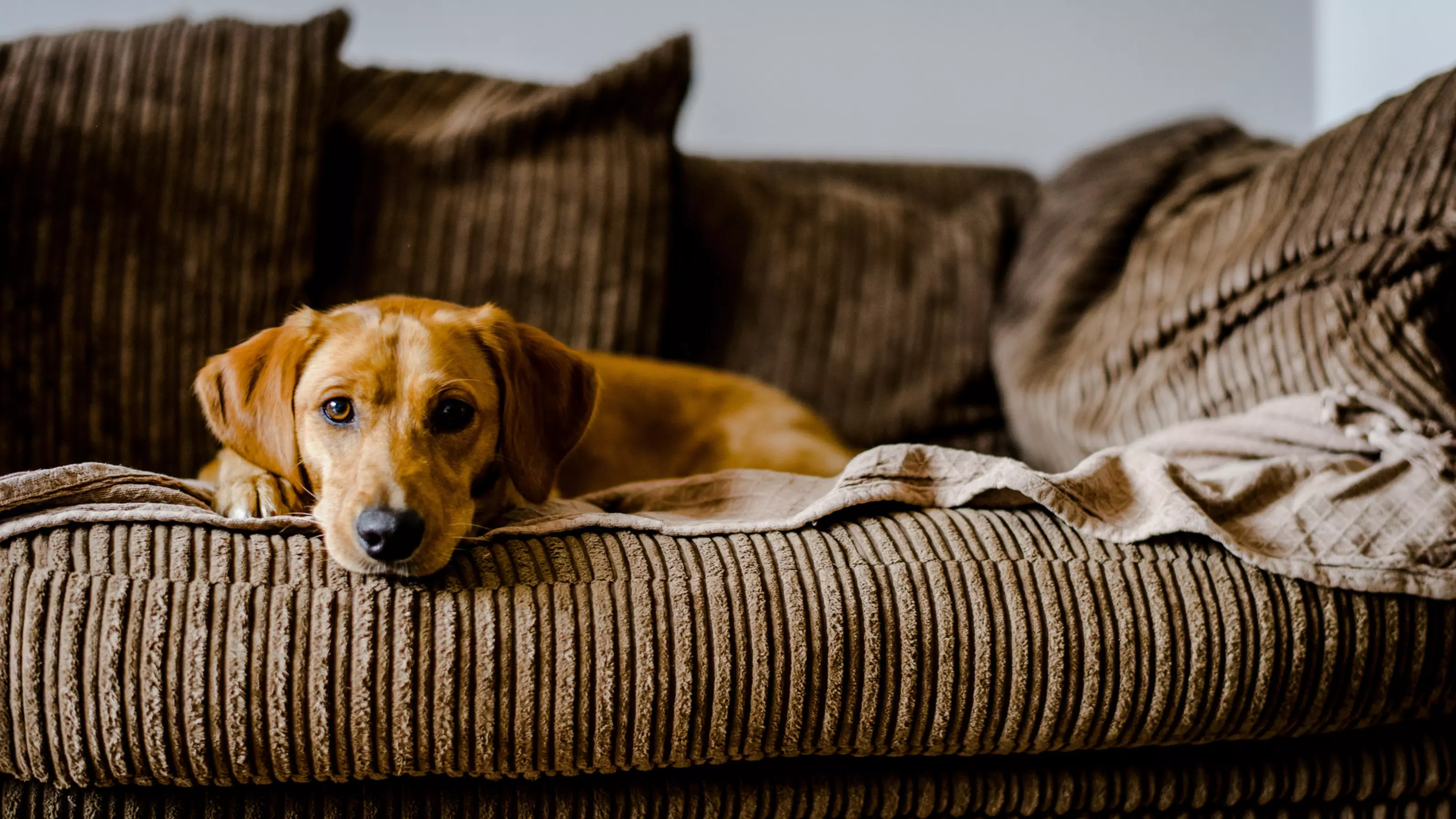 Dog Poppy lying on a sofa