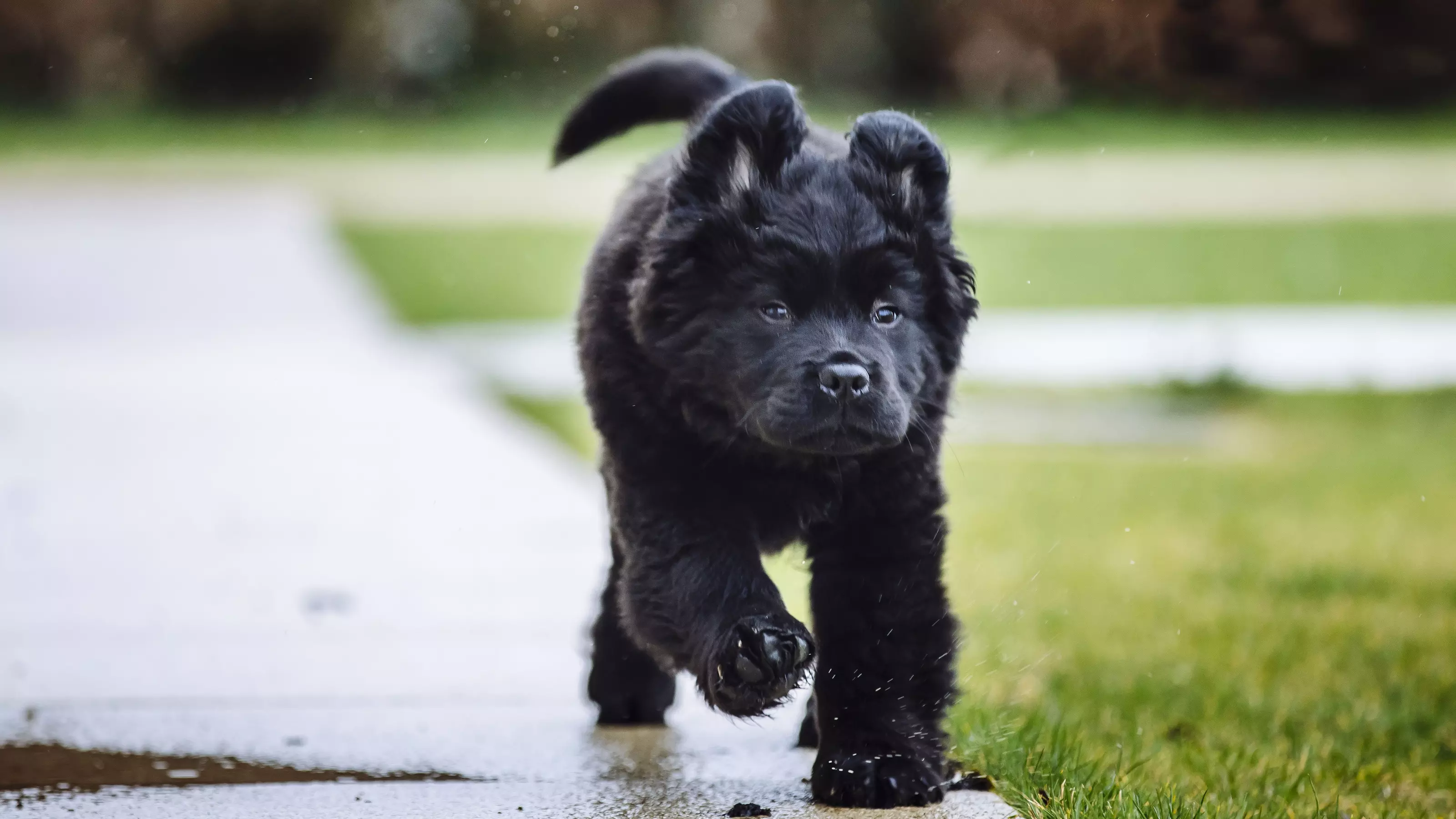Puppy running 2