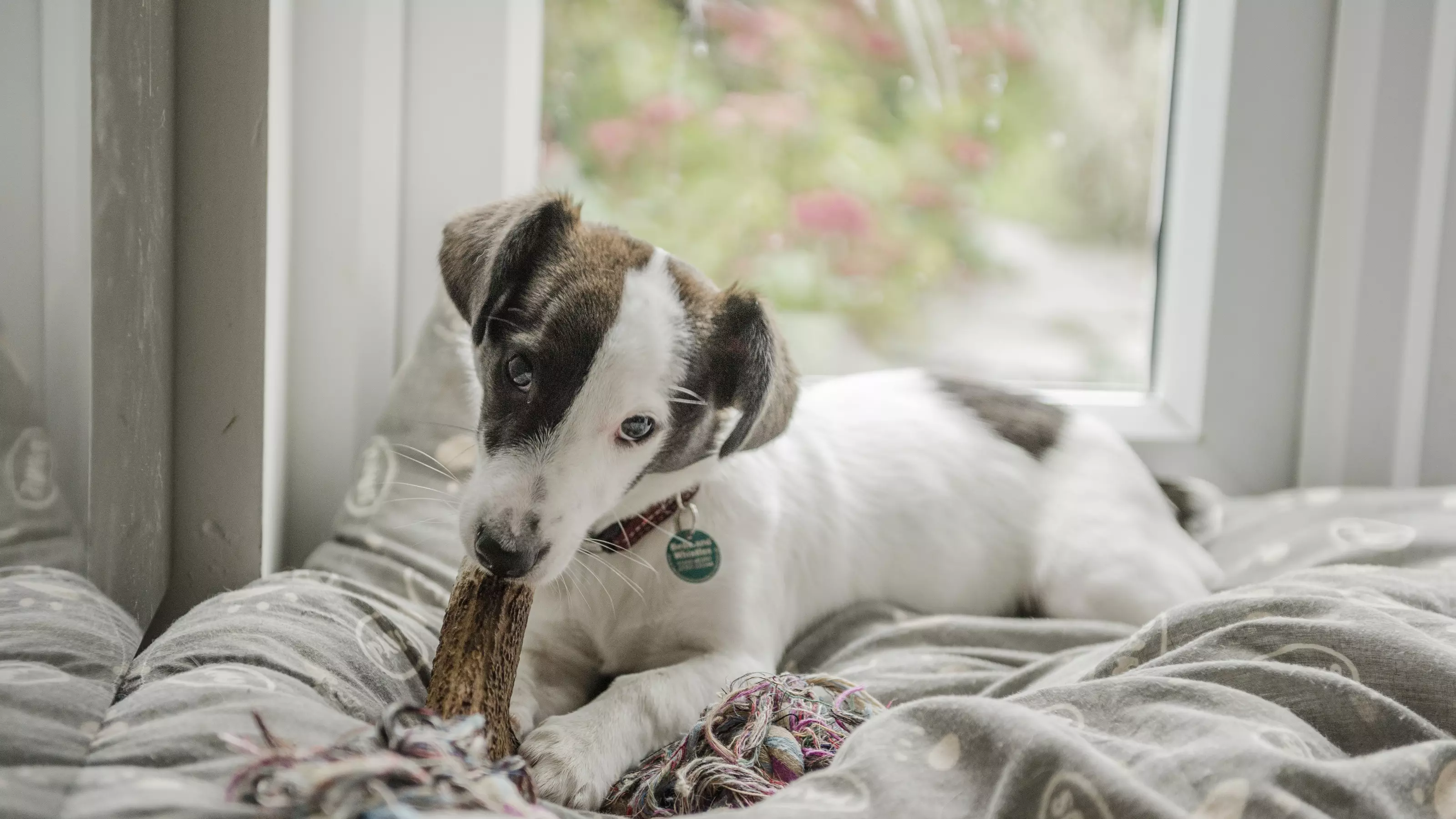 A terrier puppy chows down on a chew