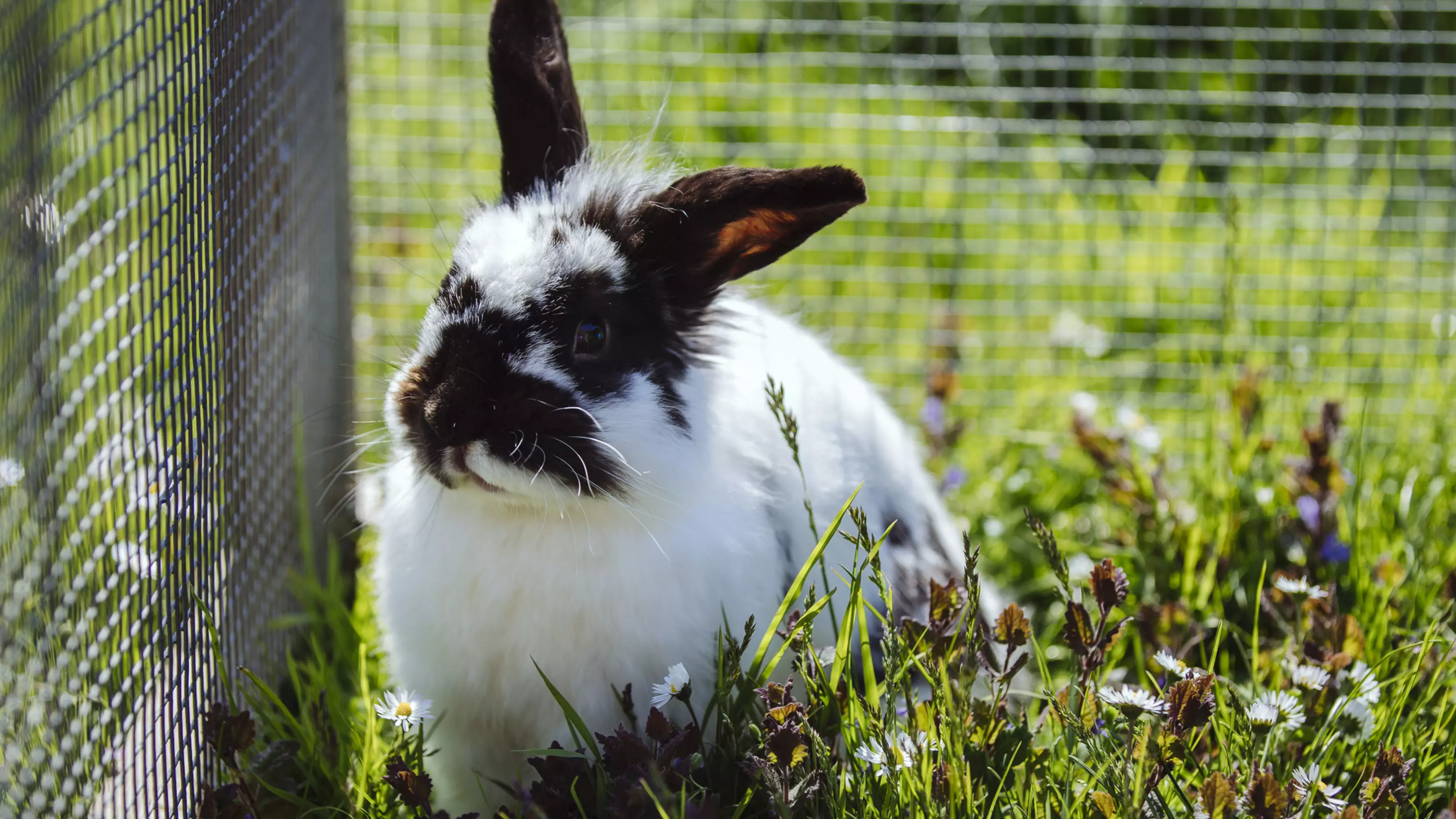 Rabbit in the grass