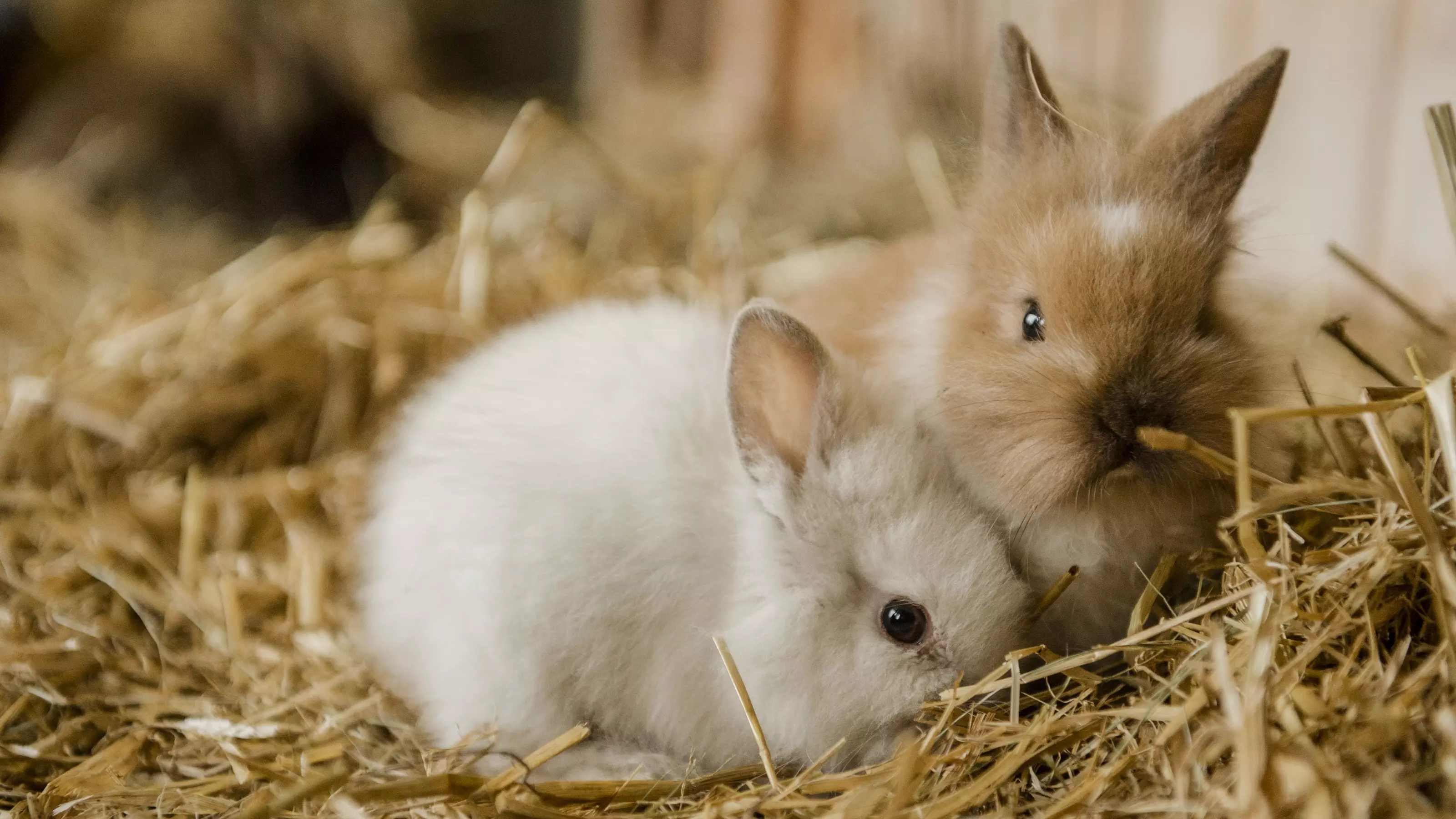 A white baby rabbit snuggles up to a baby brown rabbit on a bed of soft hay