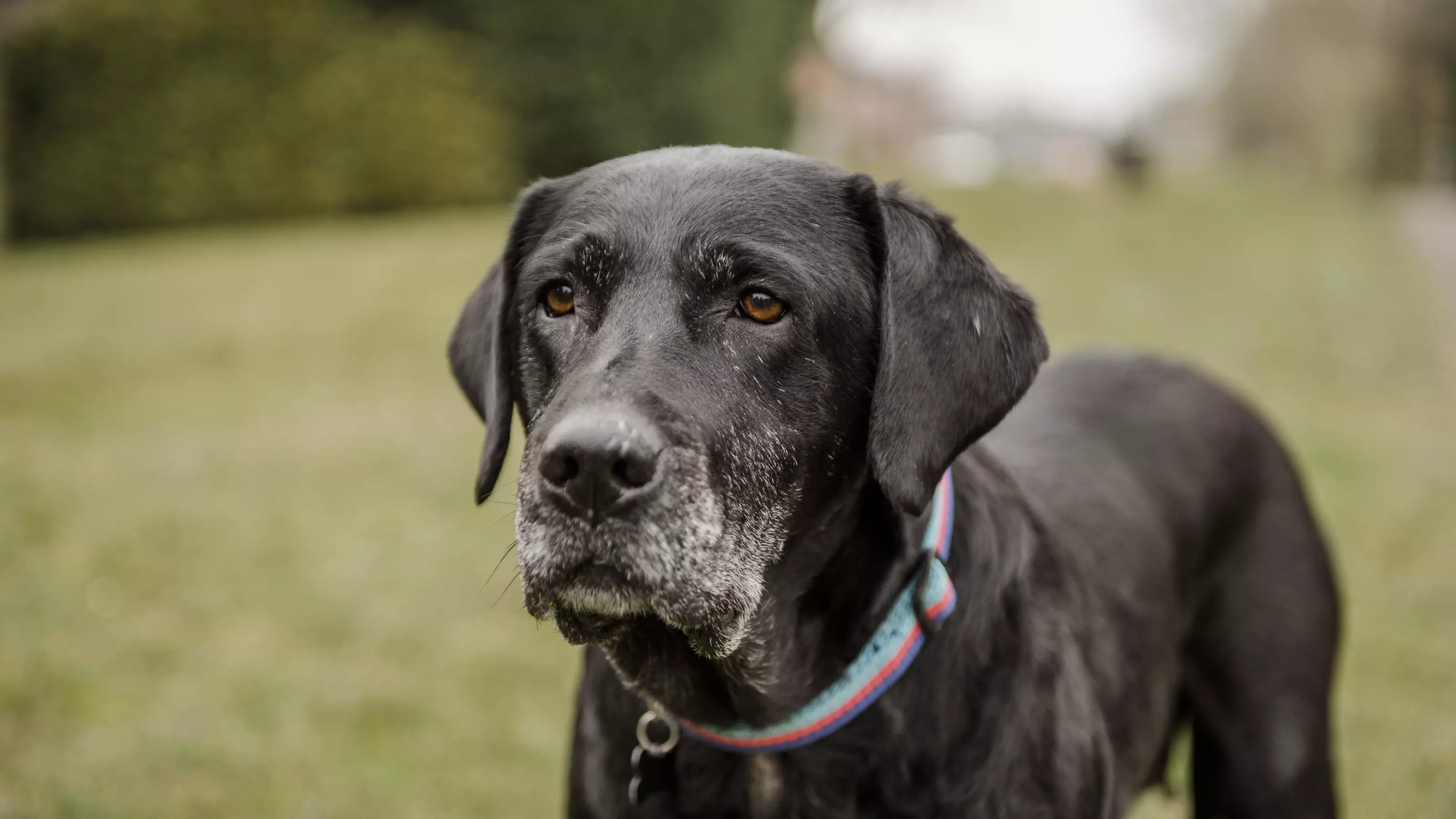 Sad dog