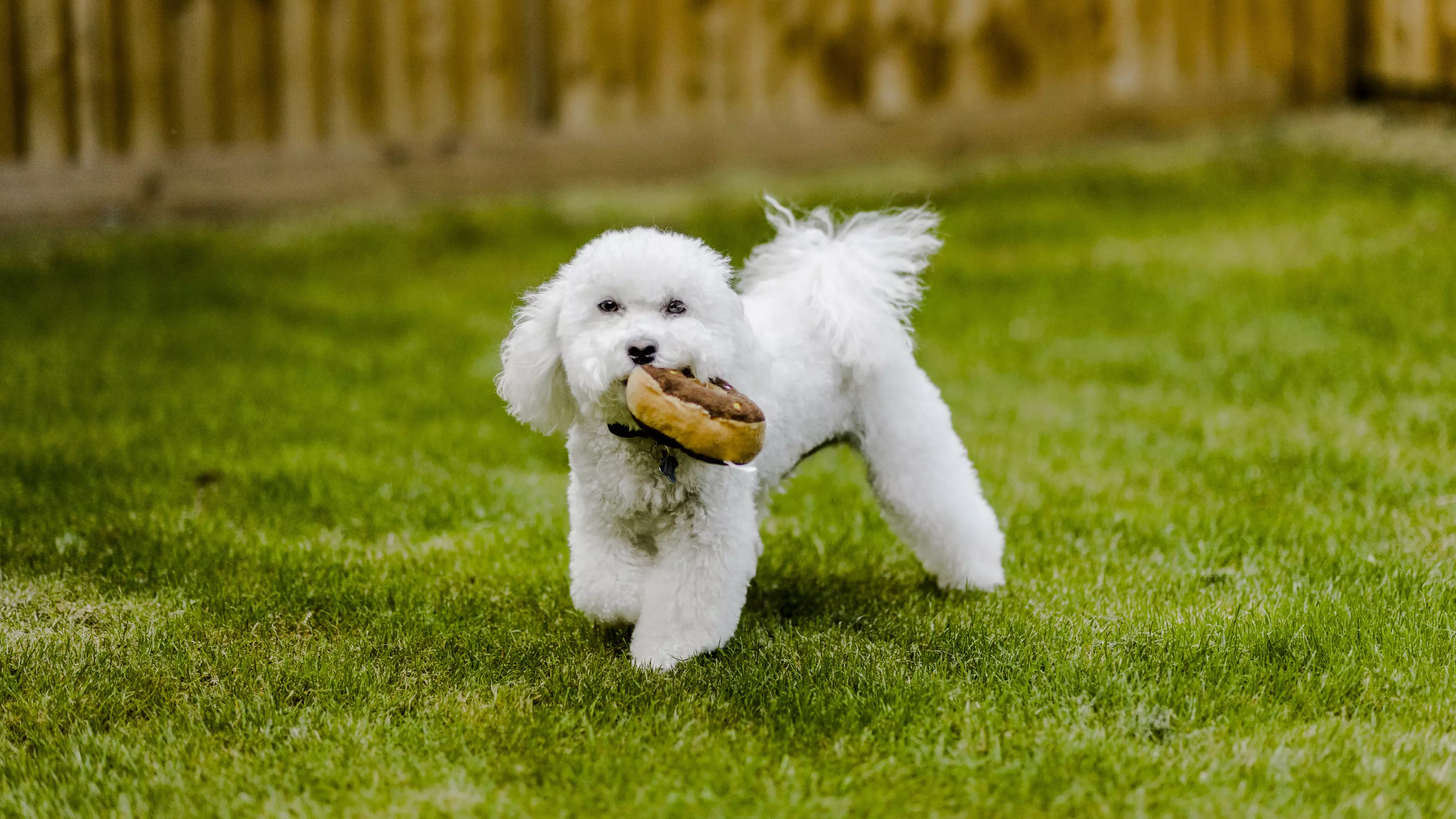 Scampi and his favourite toy - a stuffed doughnut
