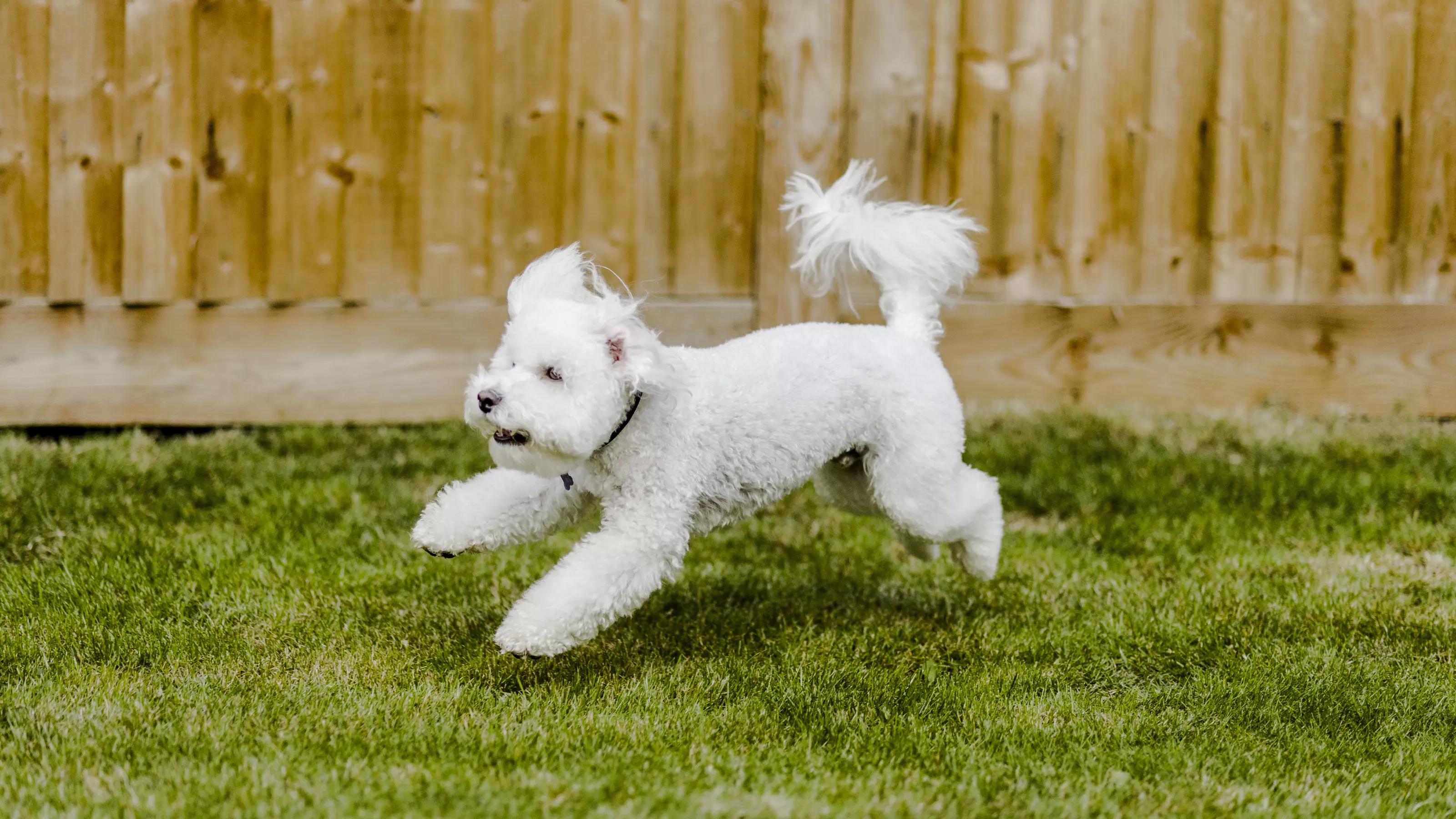 Scampi running in garden