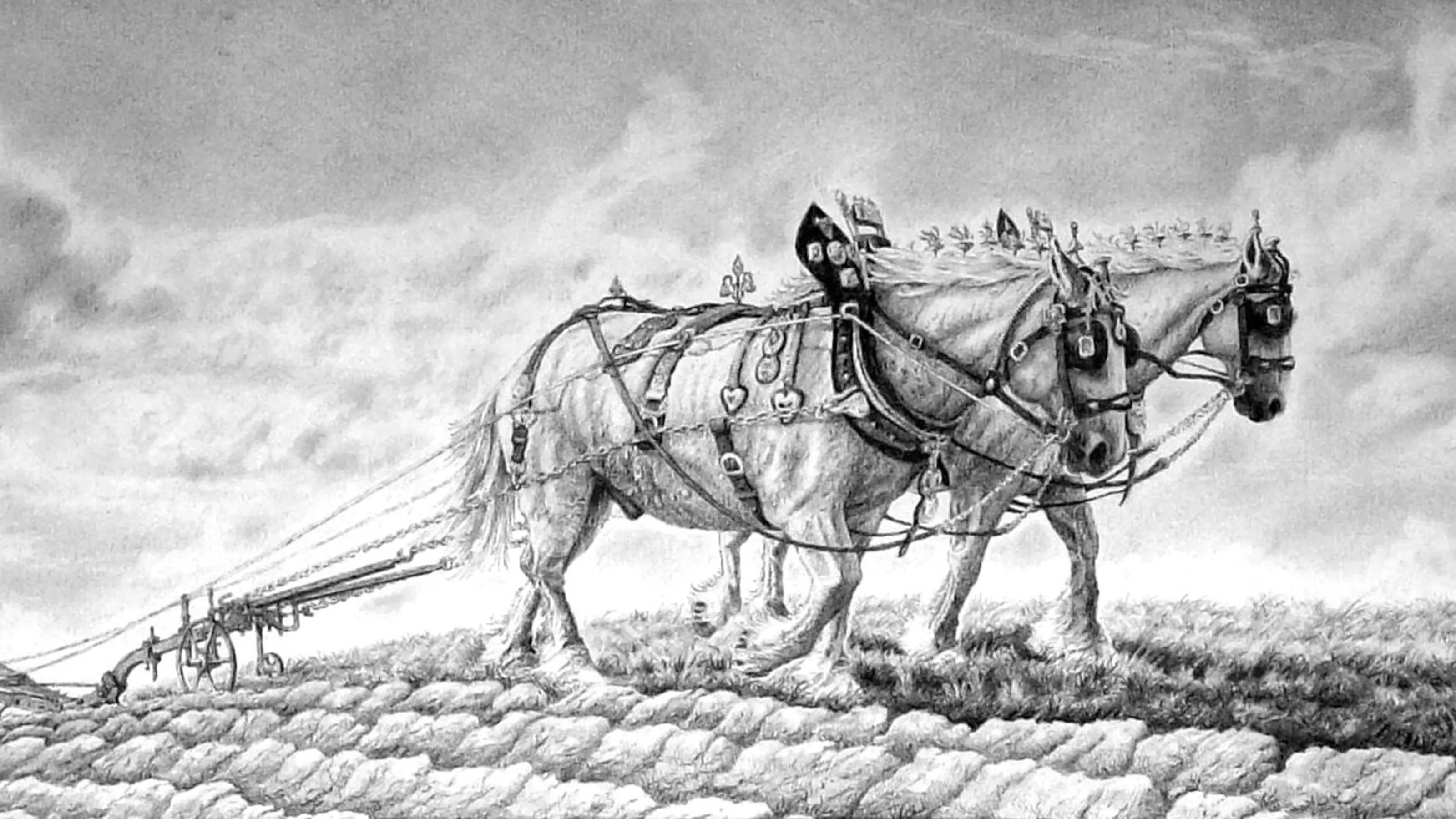 A drawing of a horse by Stephen Yorke