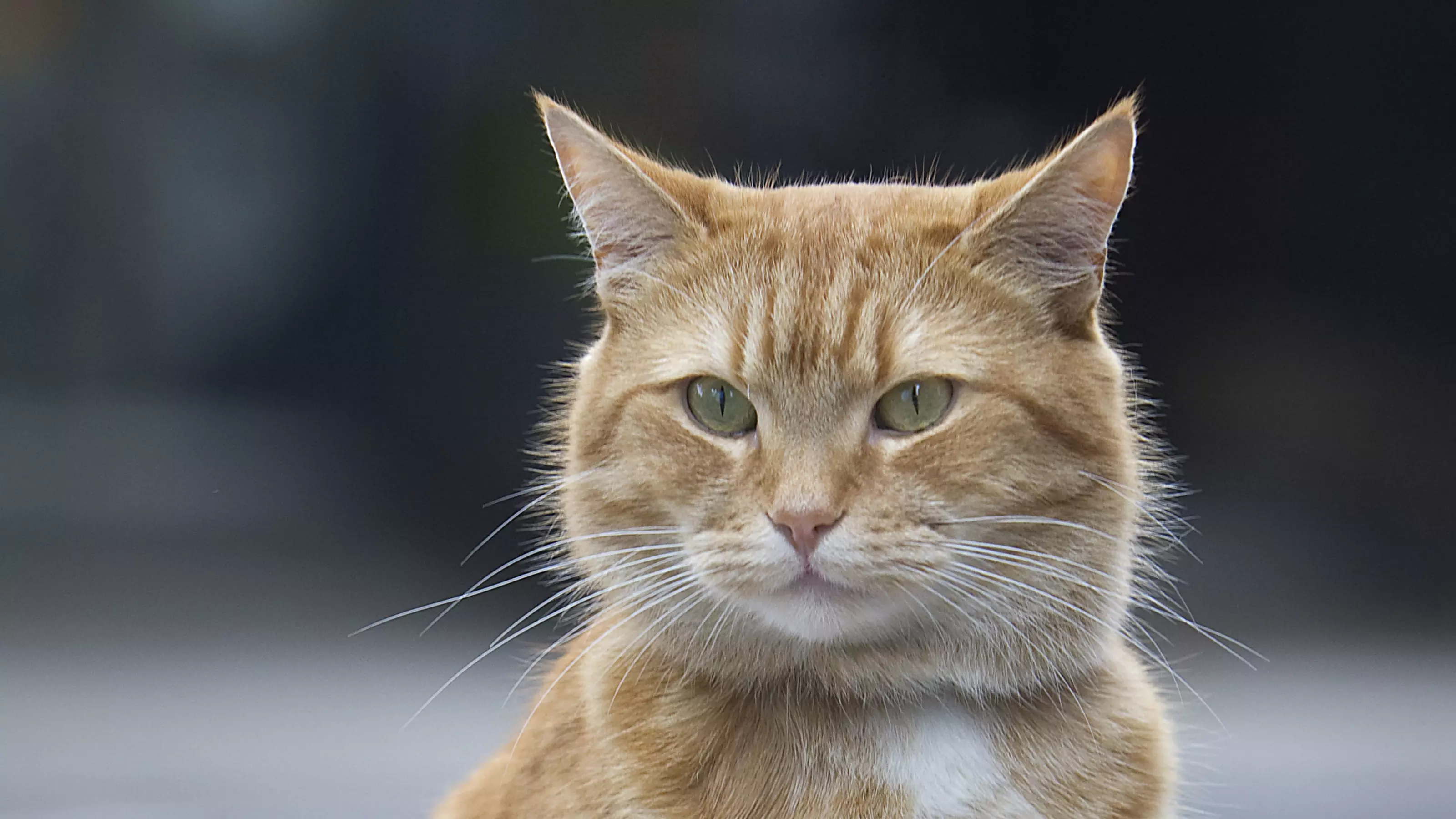 Street cat Bob no scarf