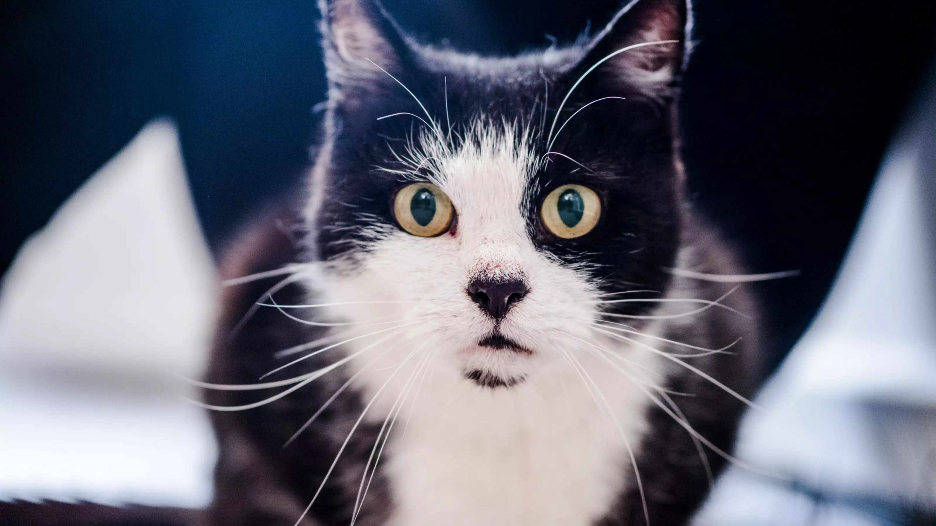 a black and white cat looks directly at the camera lens