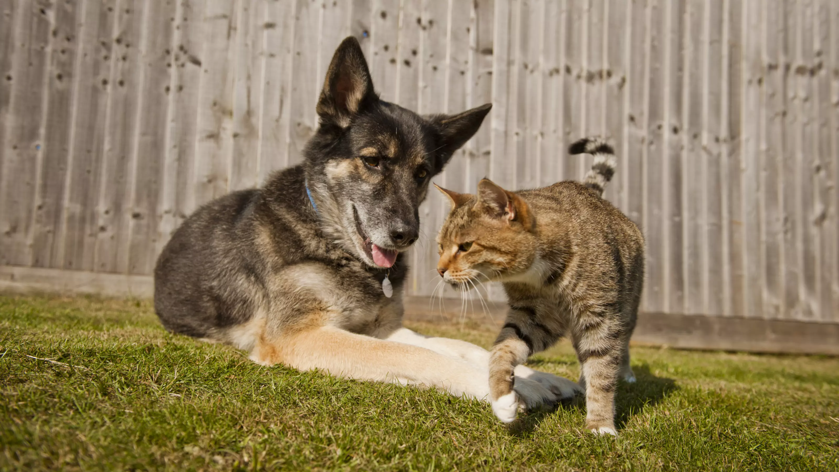 Introducing your cat to other pets