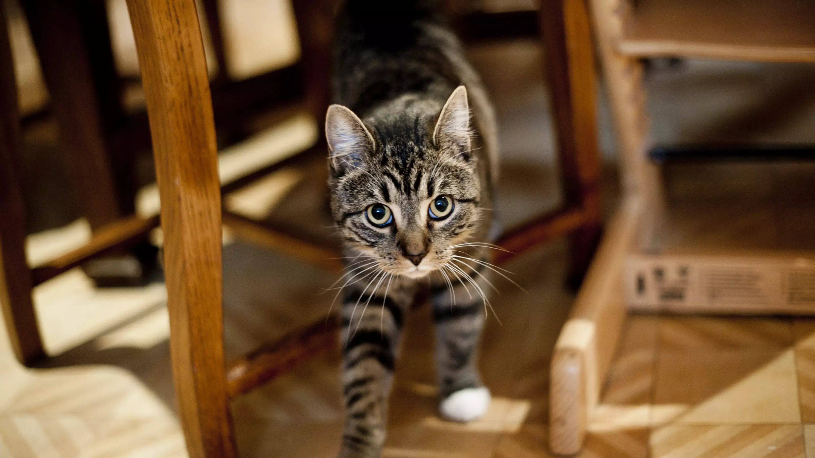 Cat spraying and soiling indoors