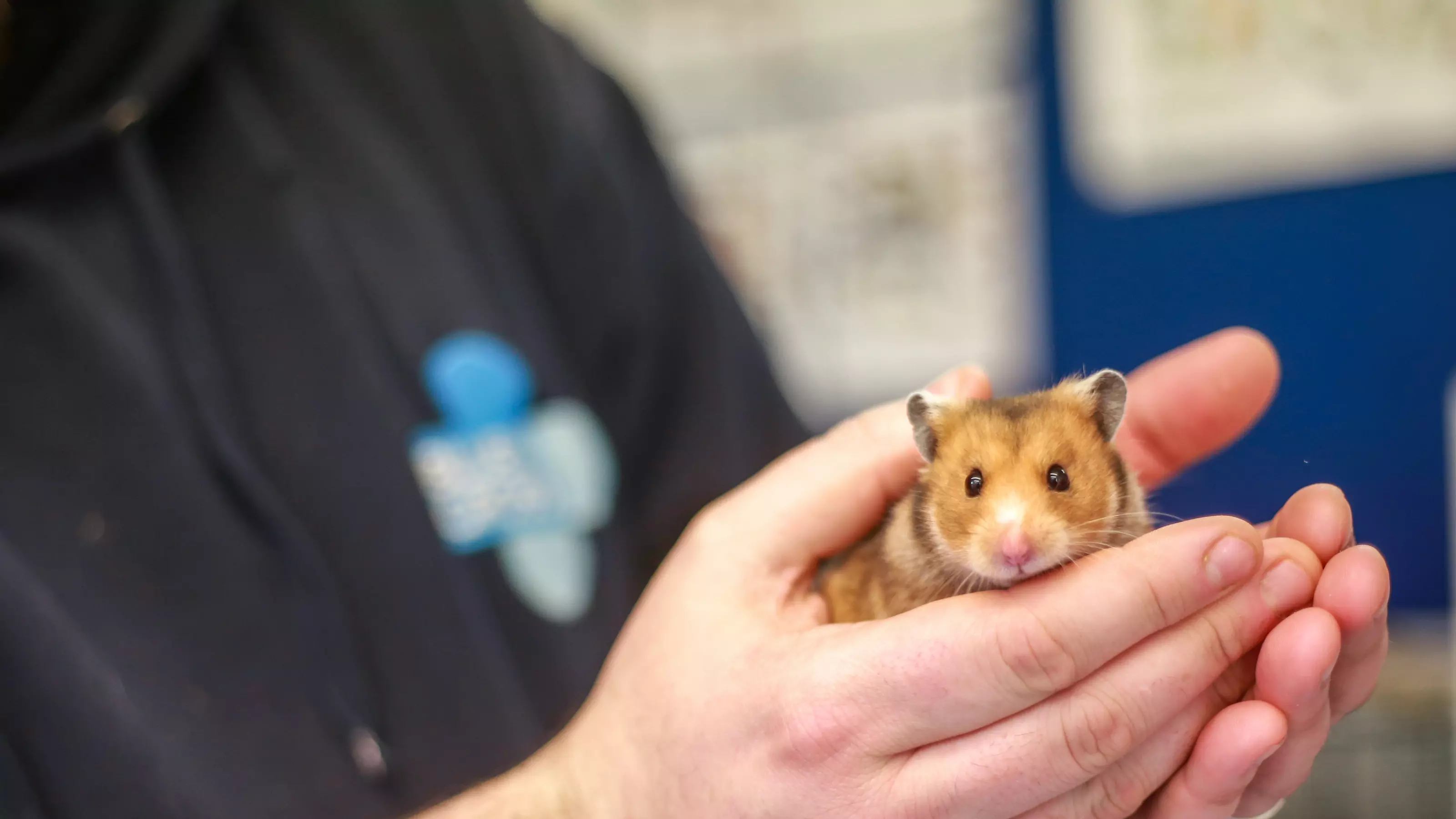 A Blue Cross employee holds a hamster in his hands. The Blue Cross logo can be seen on the employee's fleece in the background.