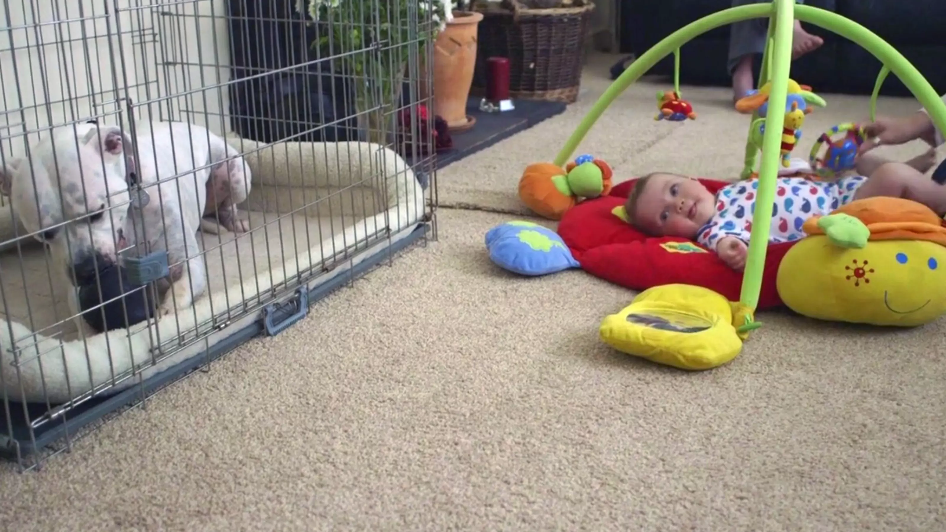dog and child safety - crate