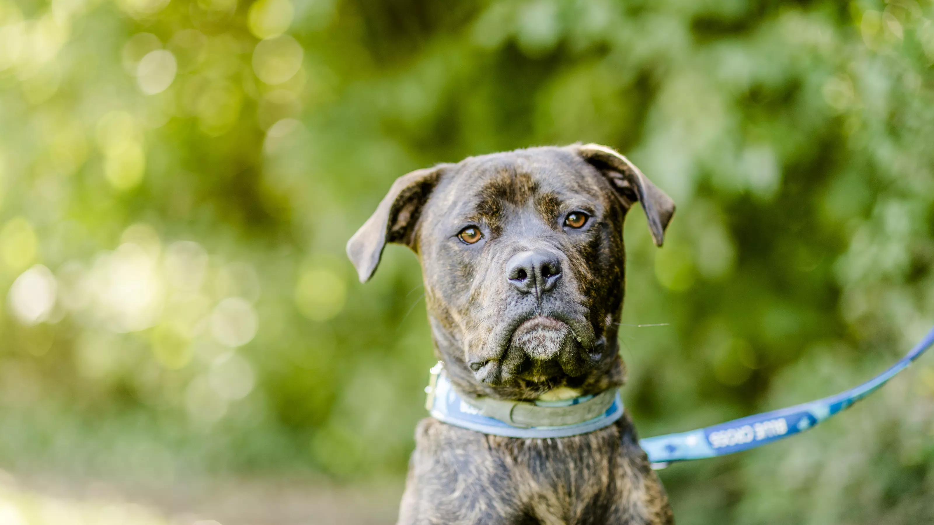 cushings - mastiff