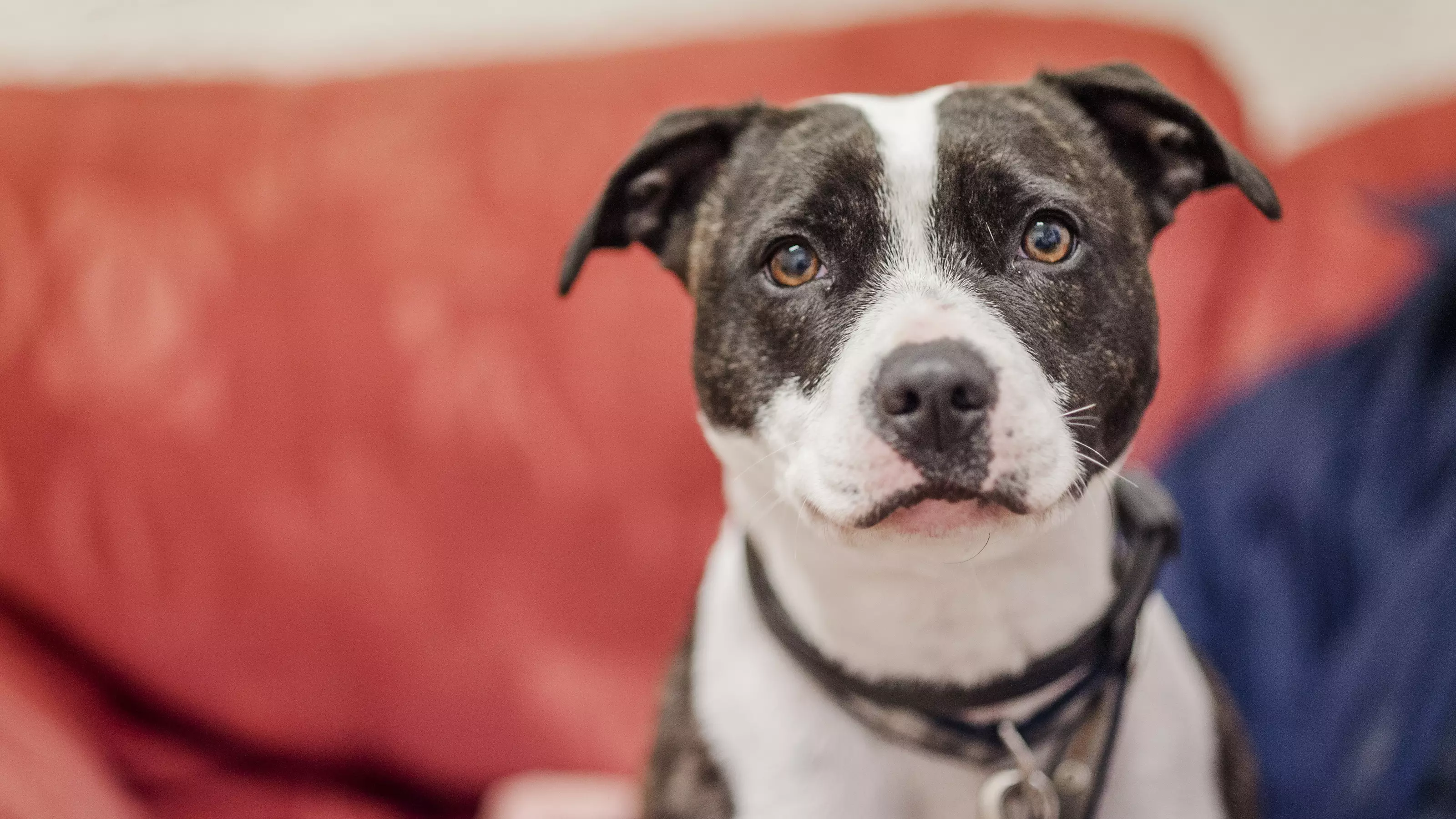 dog myths - sad face