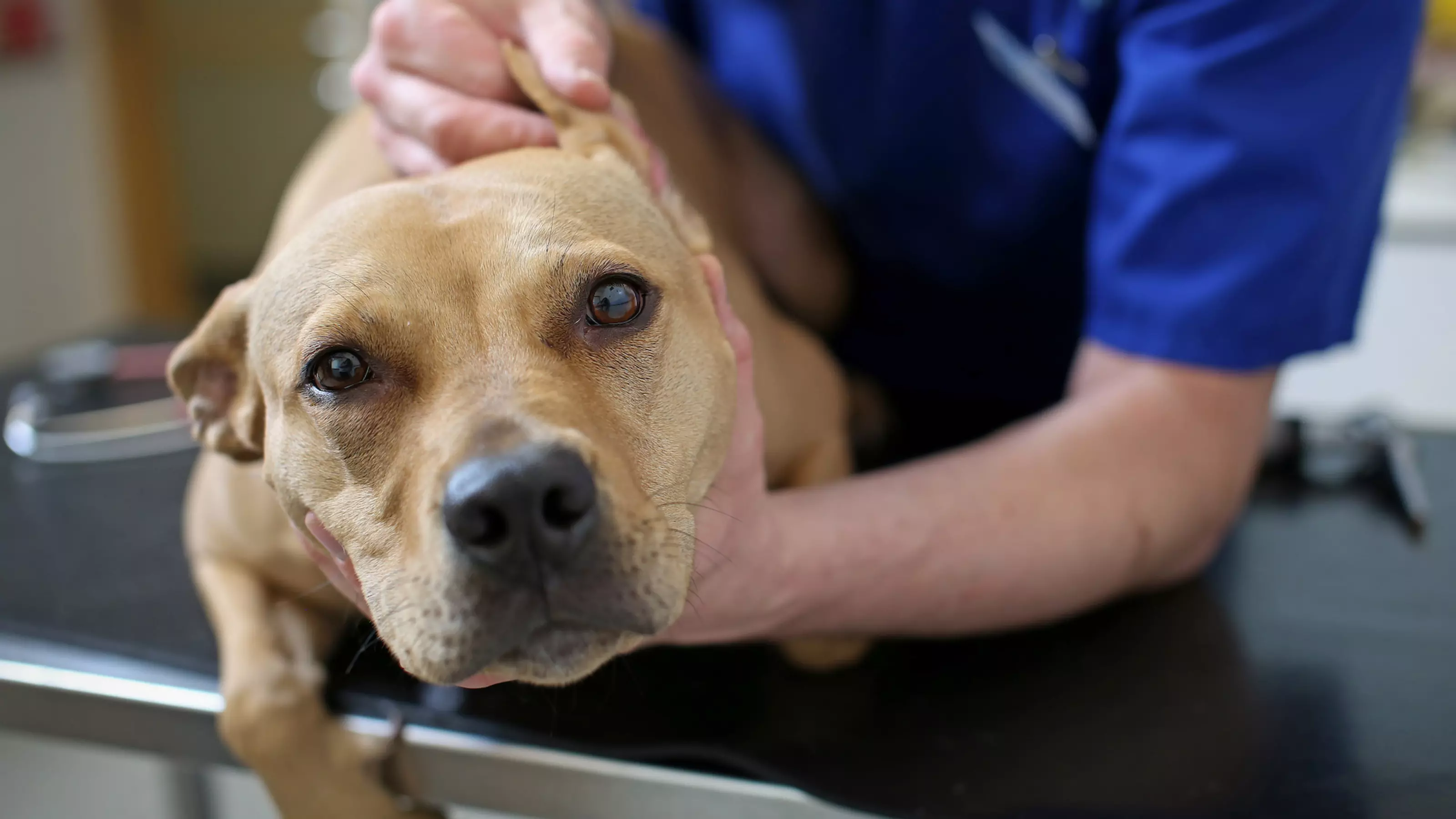 Vet looks at the inside of a dog's ears