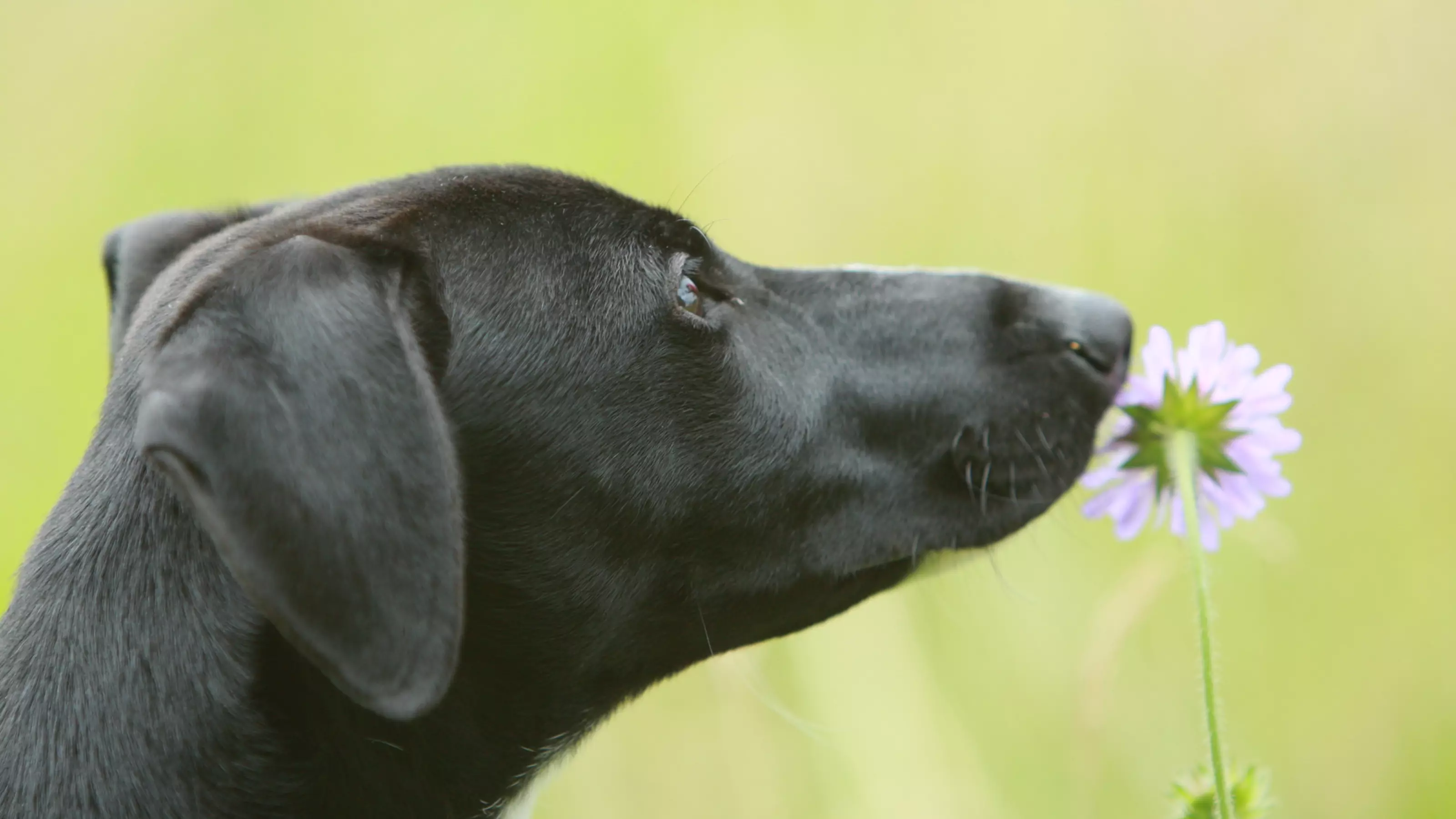 Black dog sniffing a flower